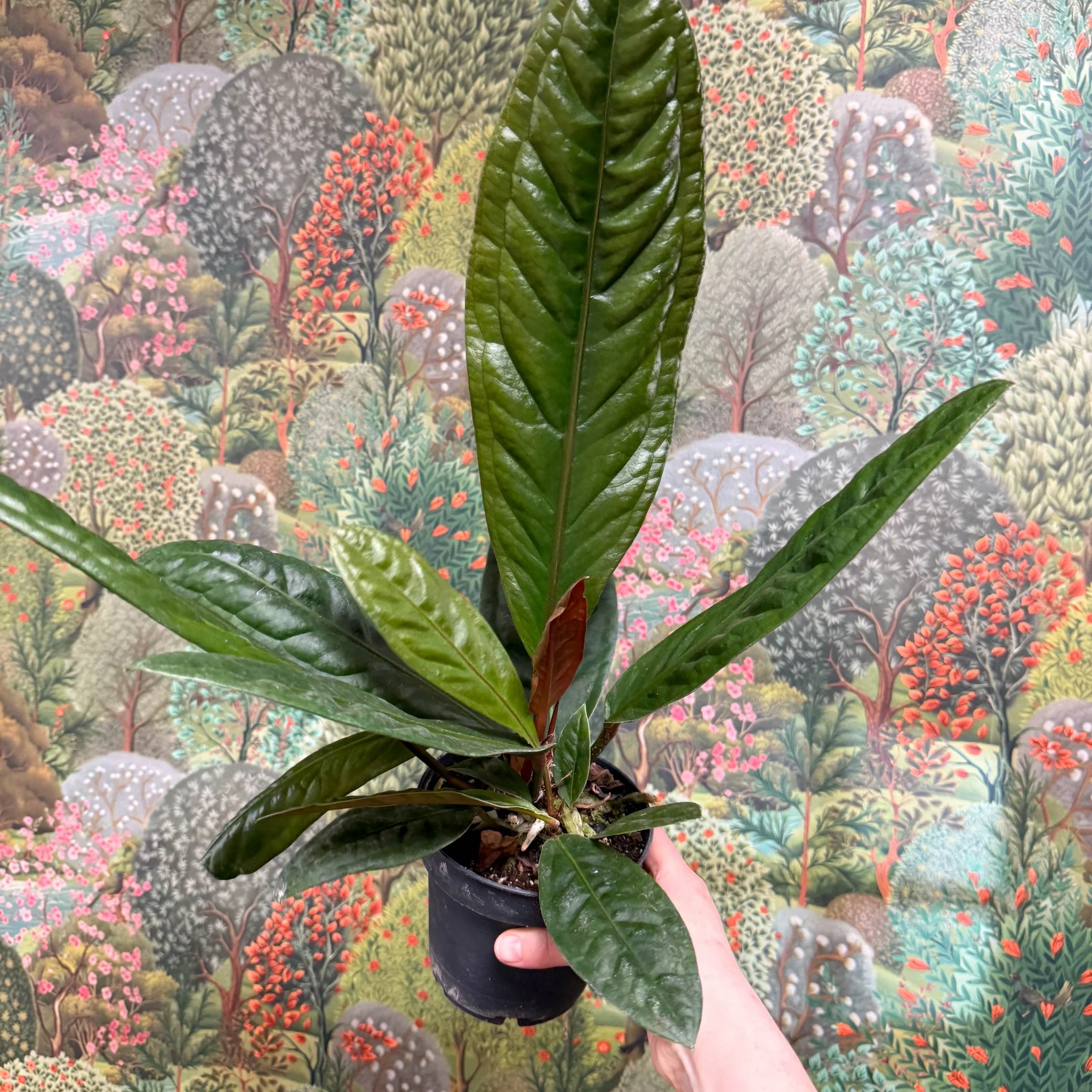 Anthurium superbum - Image 12
