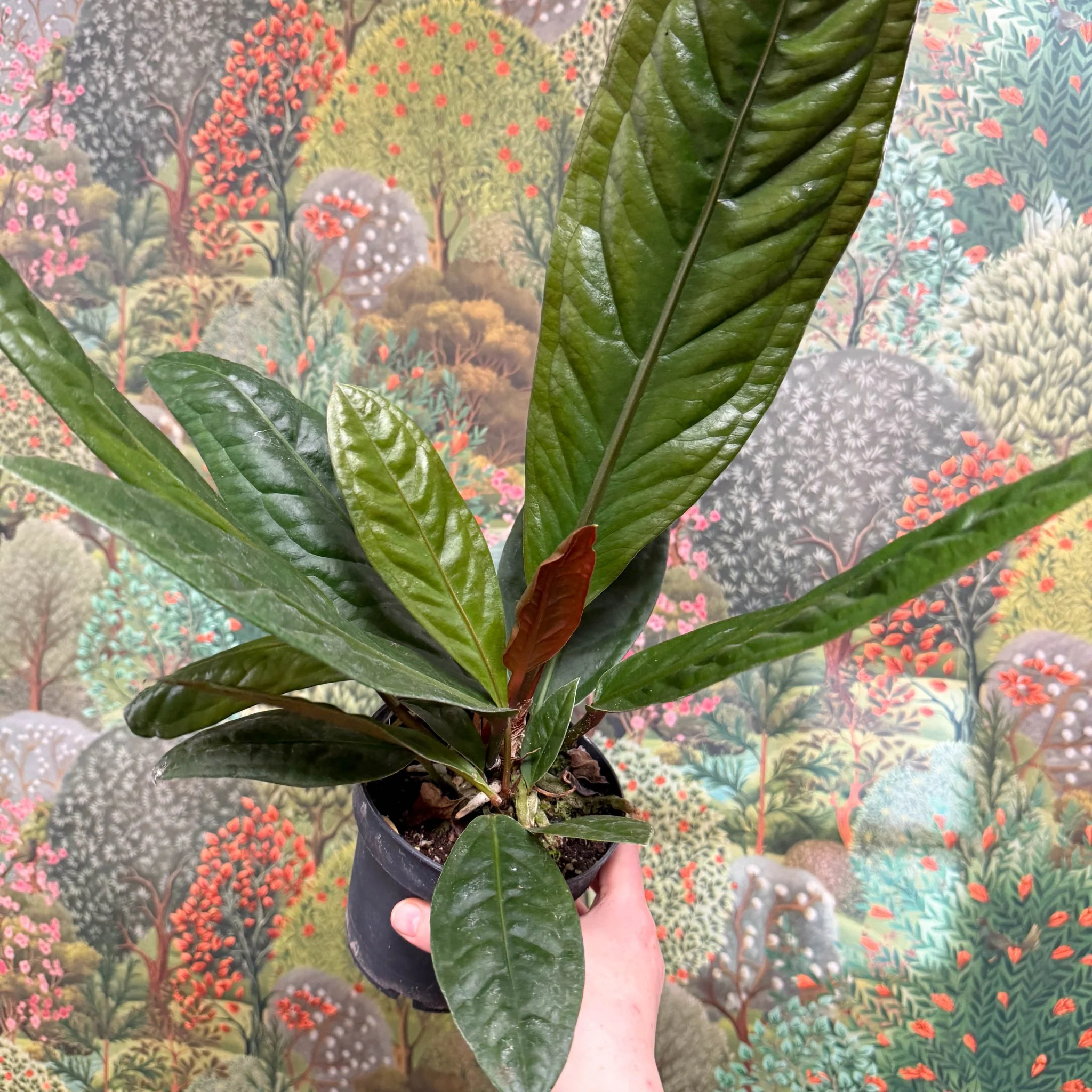 Anthurium superbum - Image 3
