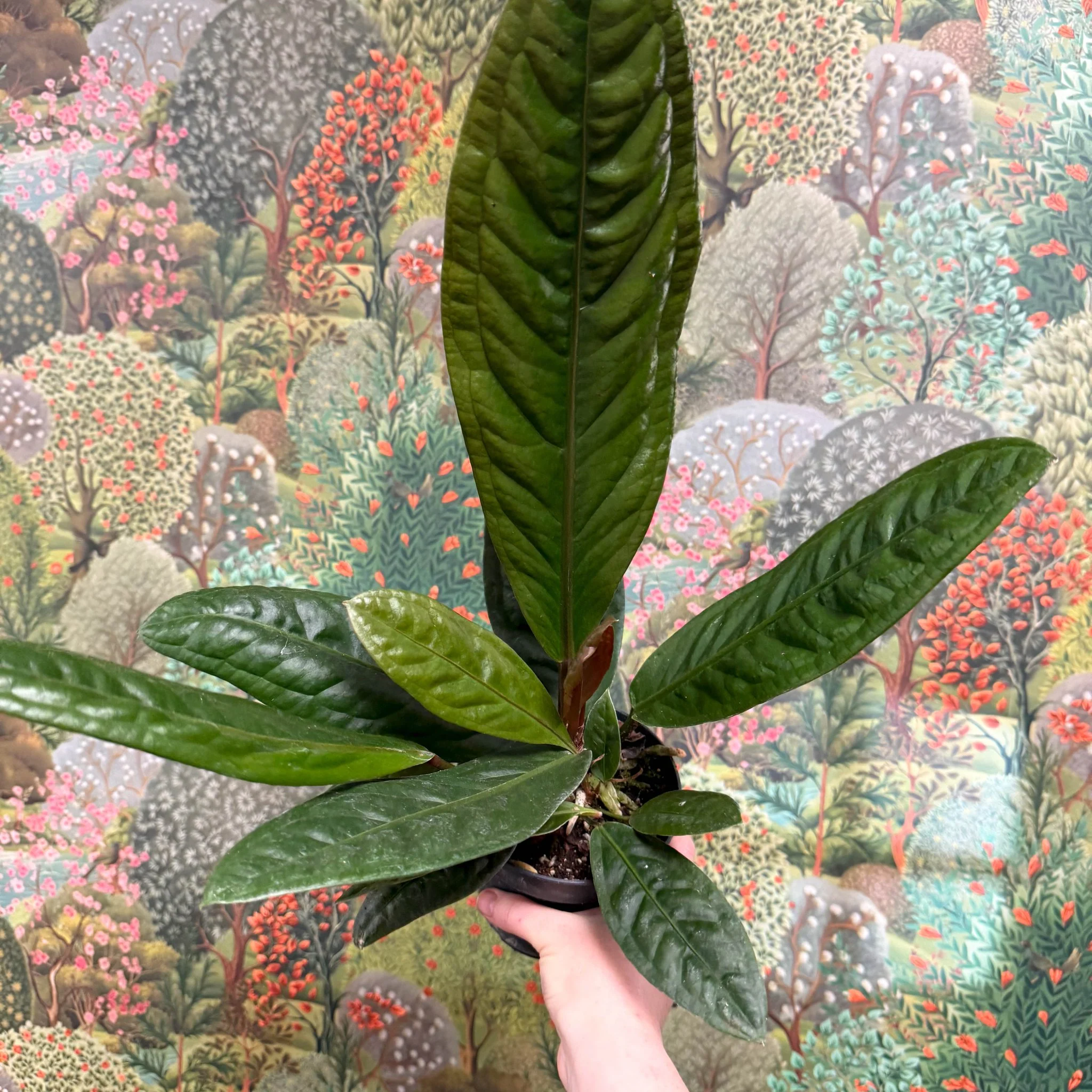 Anthurium superbum - Image 4