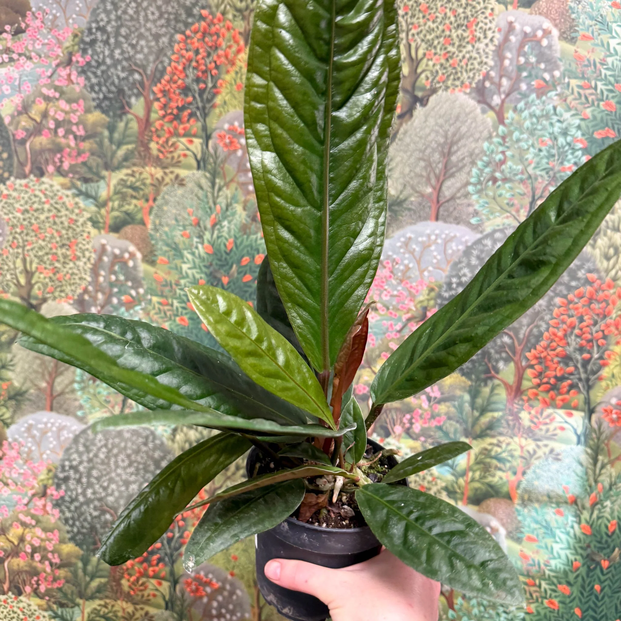 Anthurium superbum - Image 5