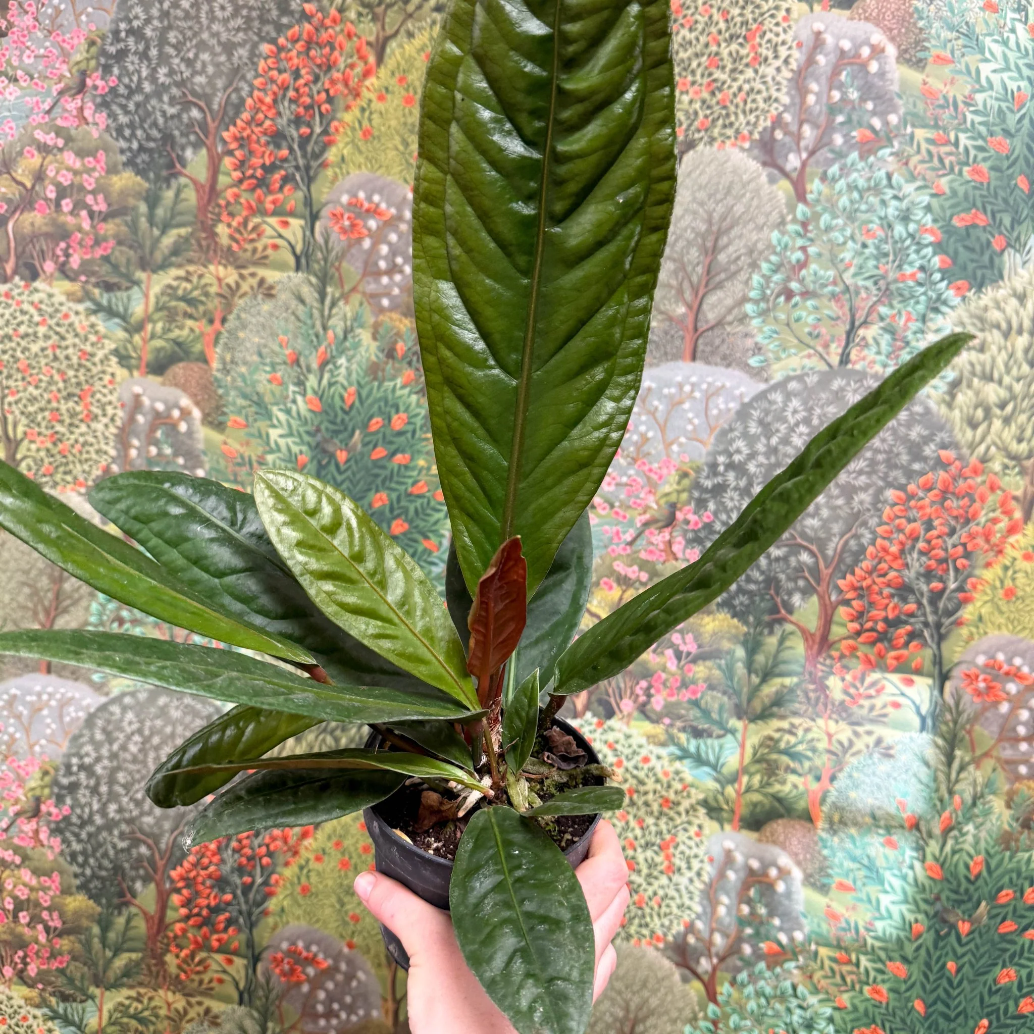 Anthurium superbum - Image 6