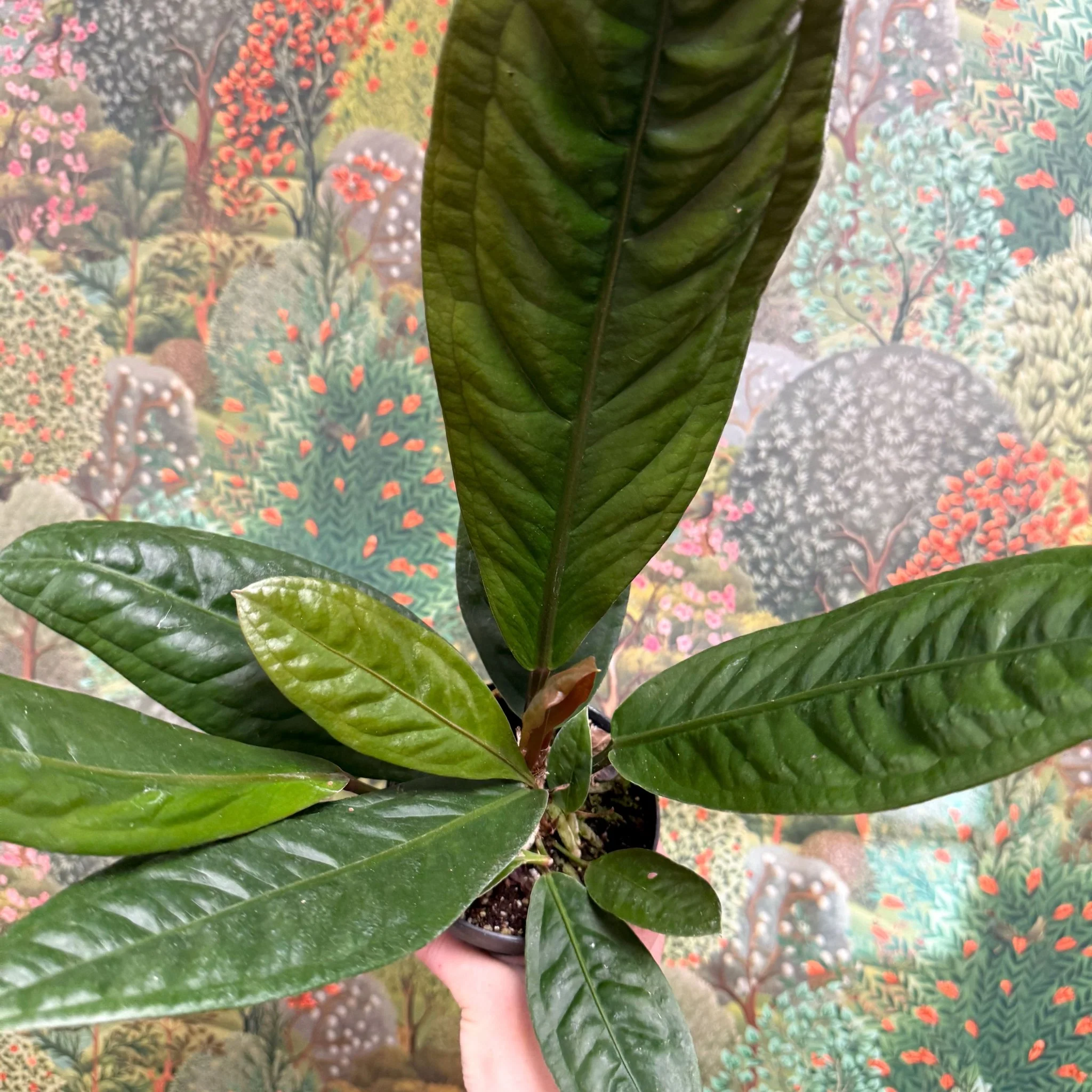 Anthurium superbum - Image 7