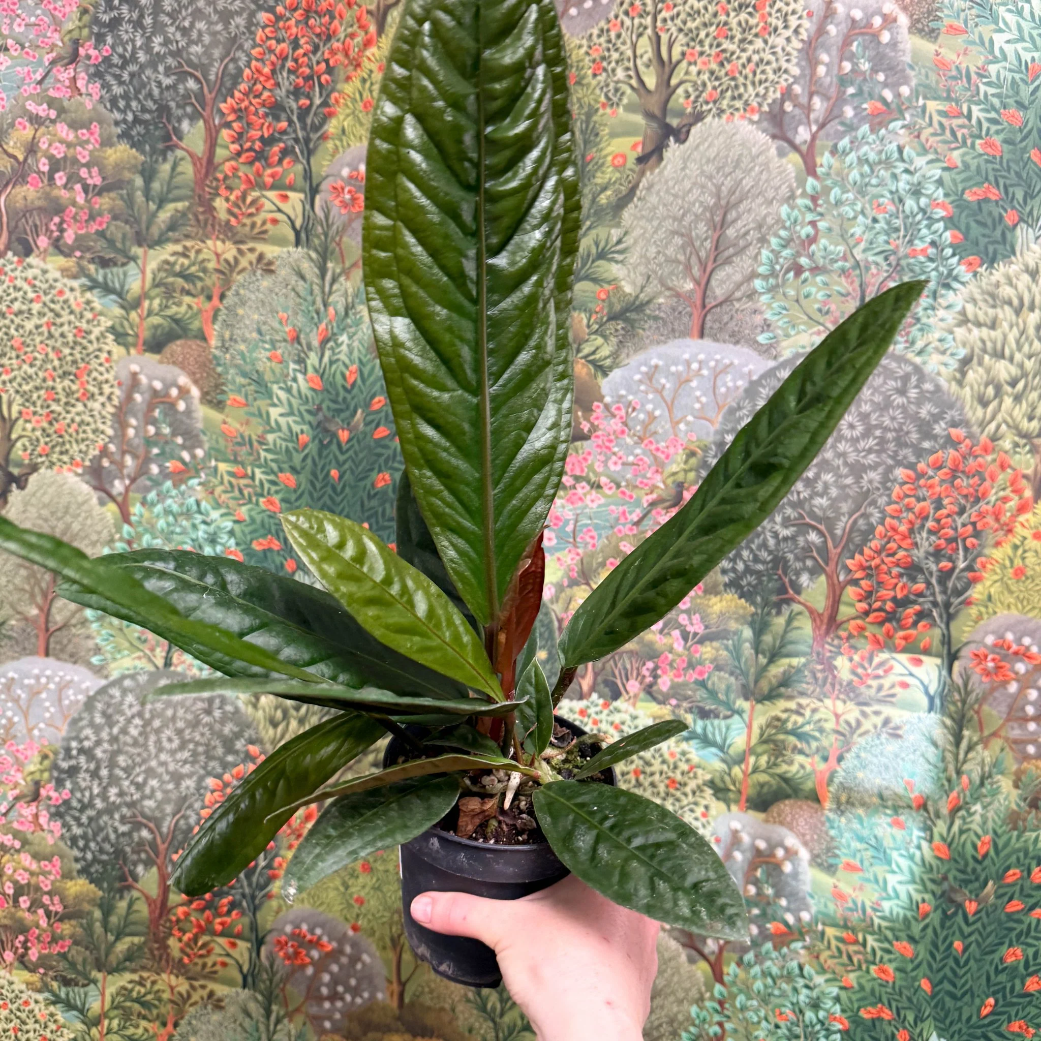 Anthurium superbum - Image 8