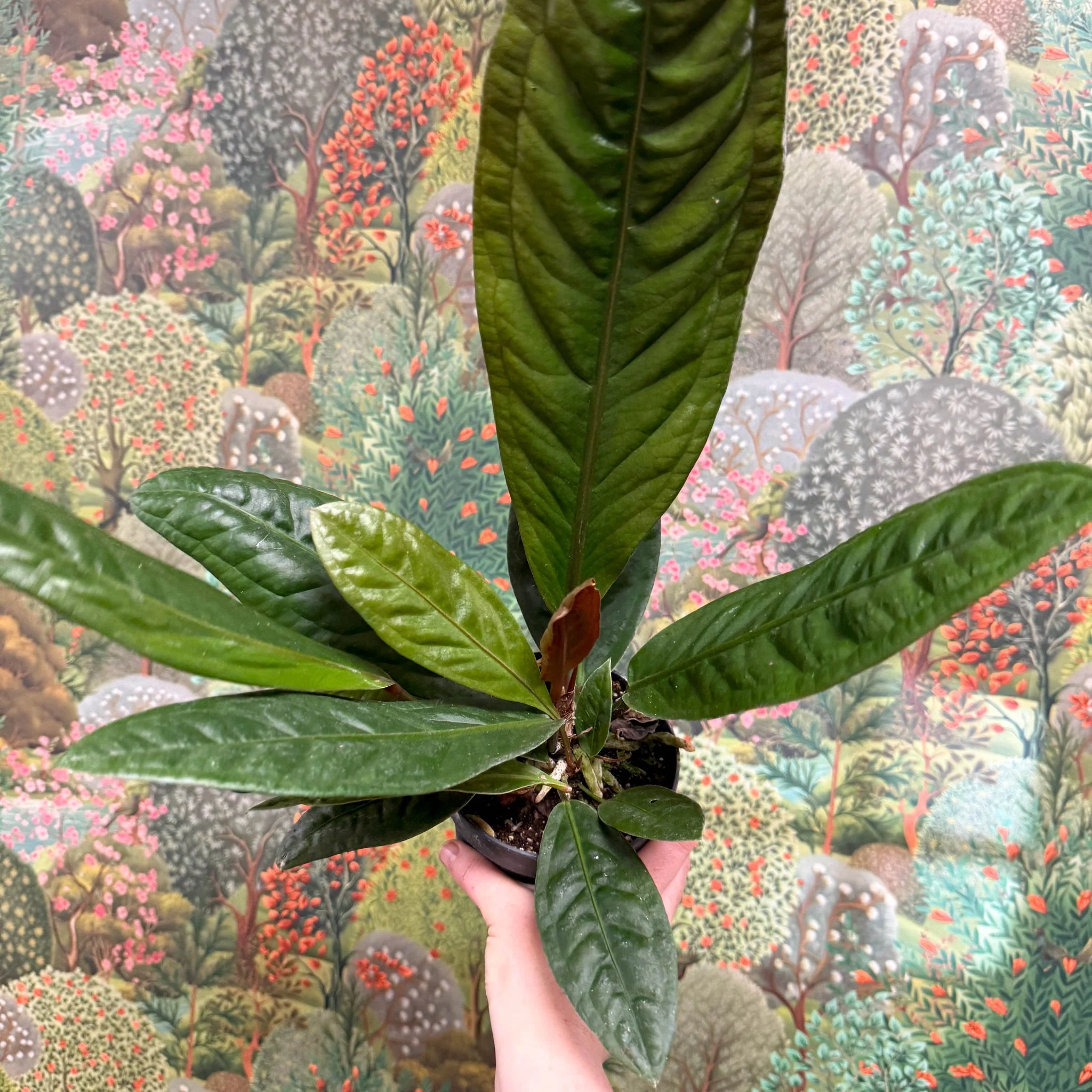 Anthurium superbum - Image 9