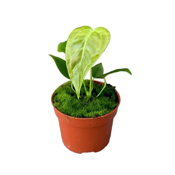 Anthurium veitchii - Image 2