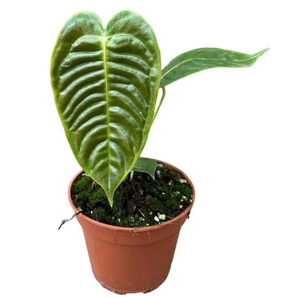 Anthurium veitchii - Image 3