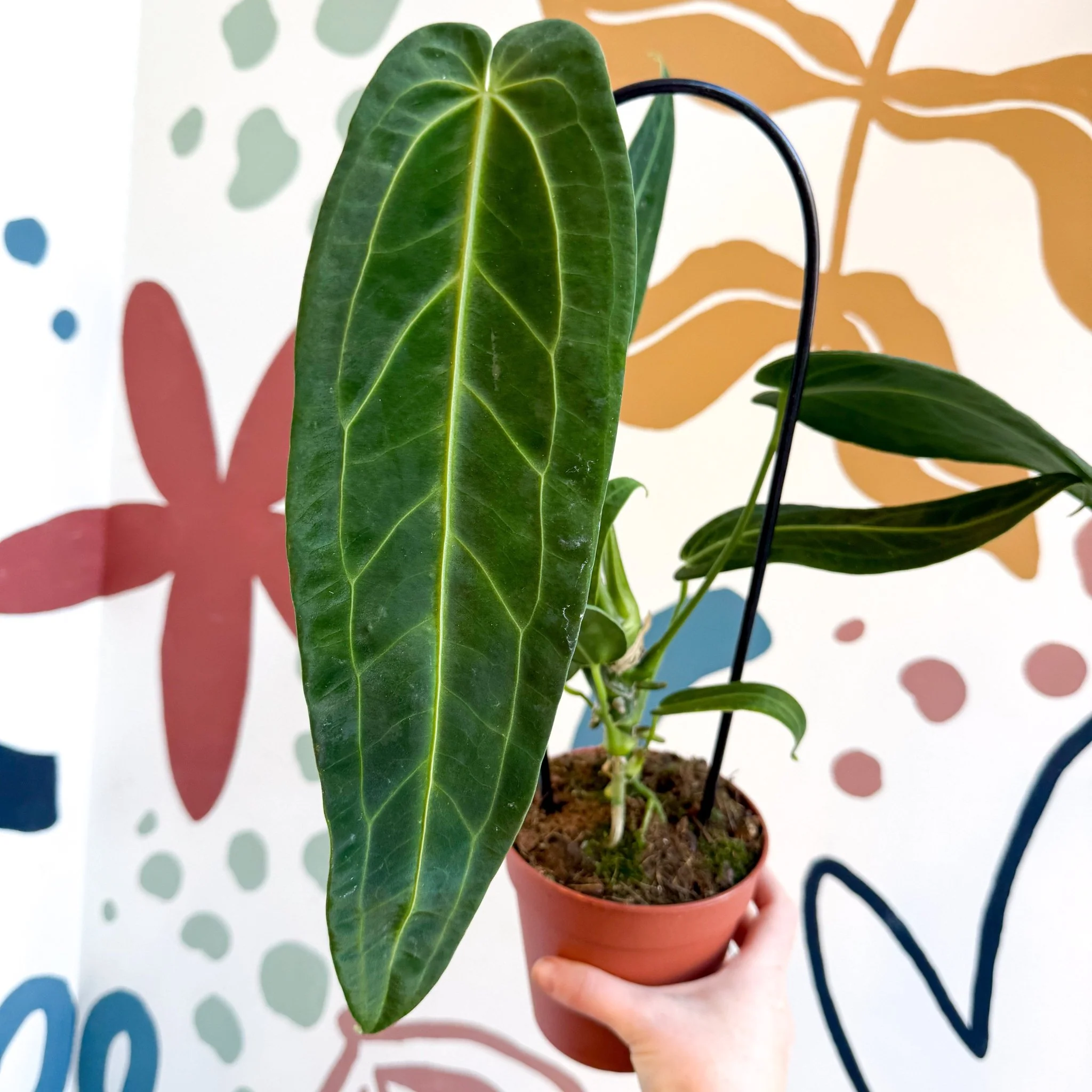 Anthurium warocqueanum - Queen Anthurium - Image 19