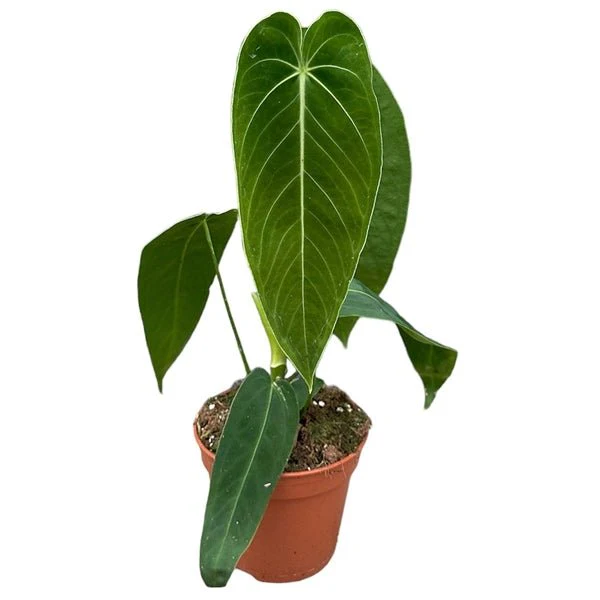 Anthurium warocqueanum x waterburyanum - Image 2