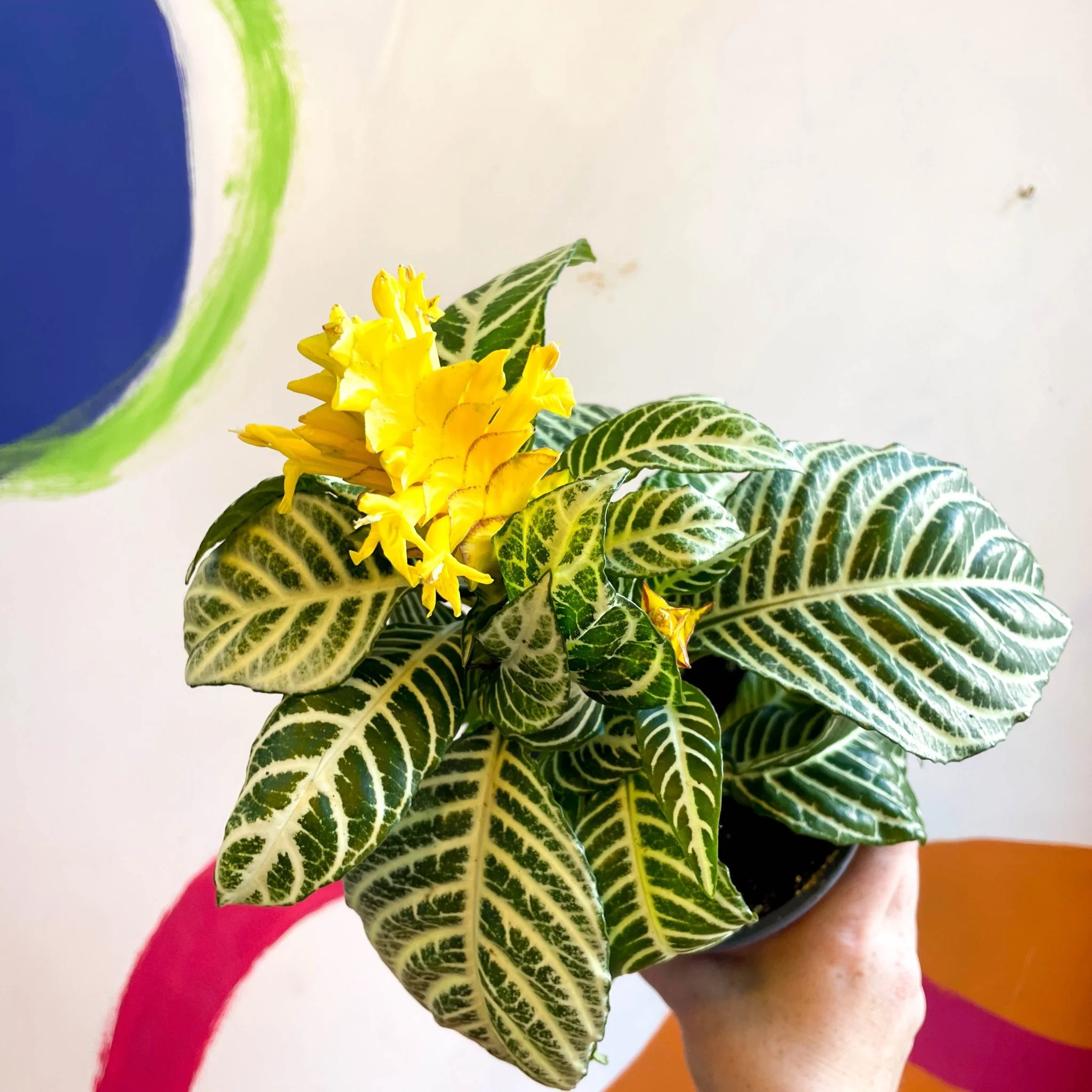 Aphelandra squarrosa 'Dania' - Zebra Plant - Image 6