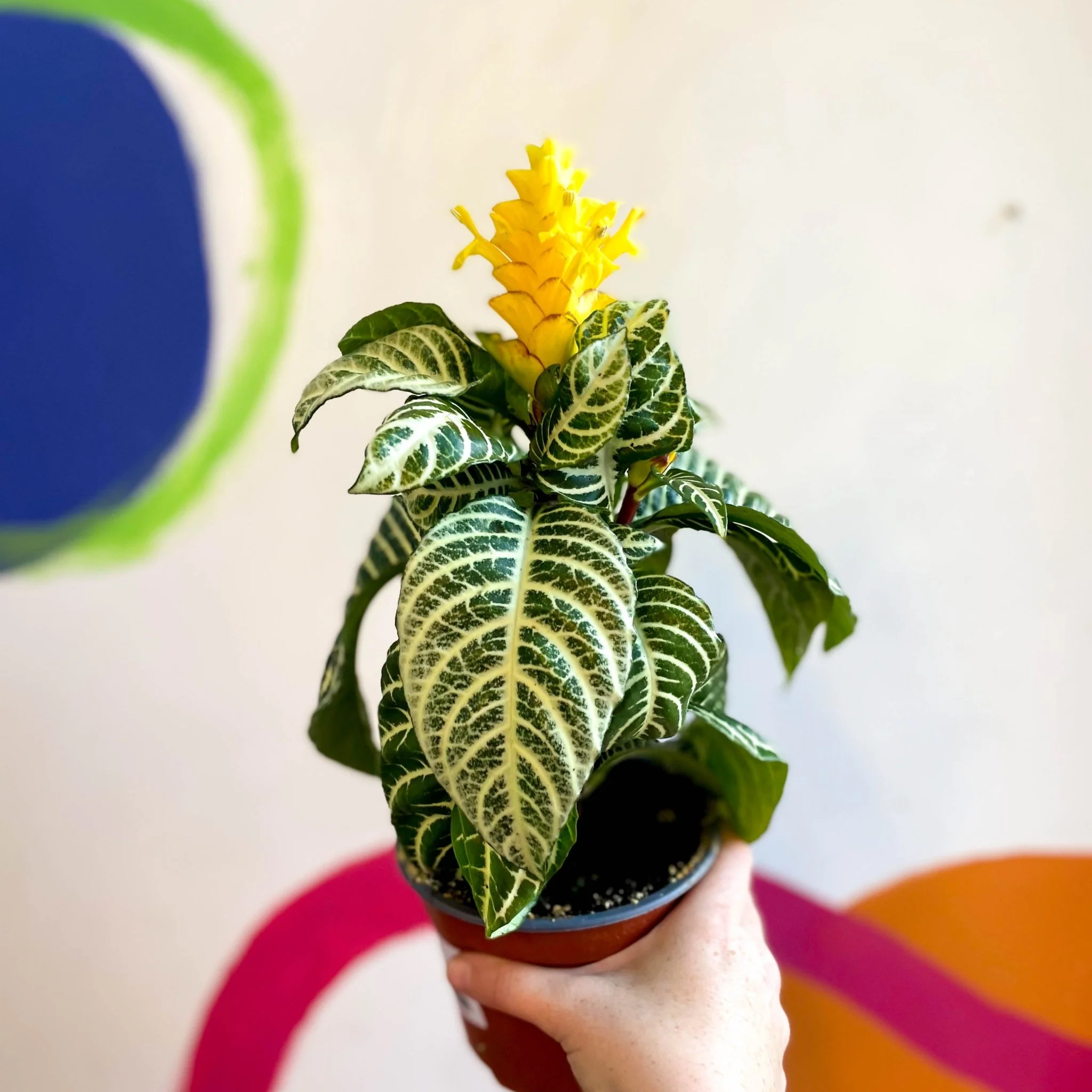 Aphelandra squarrosa 'Dania' - Zebra Plant - Image 9