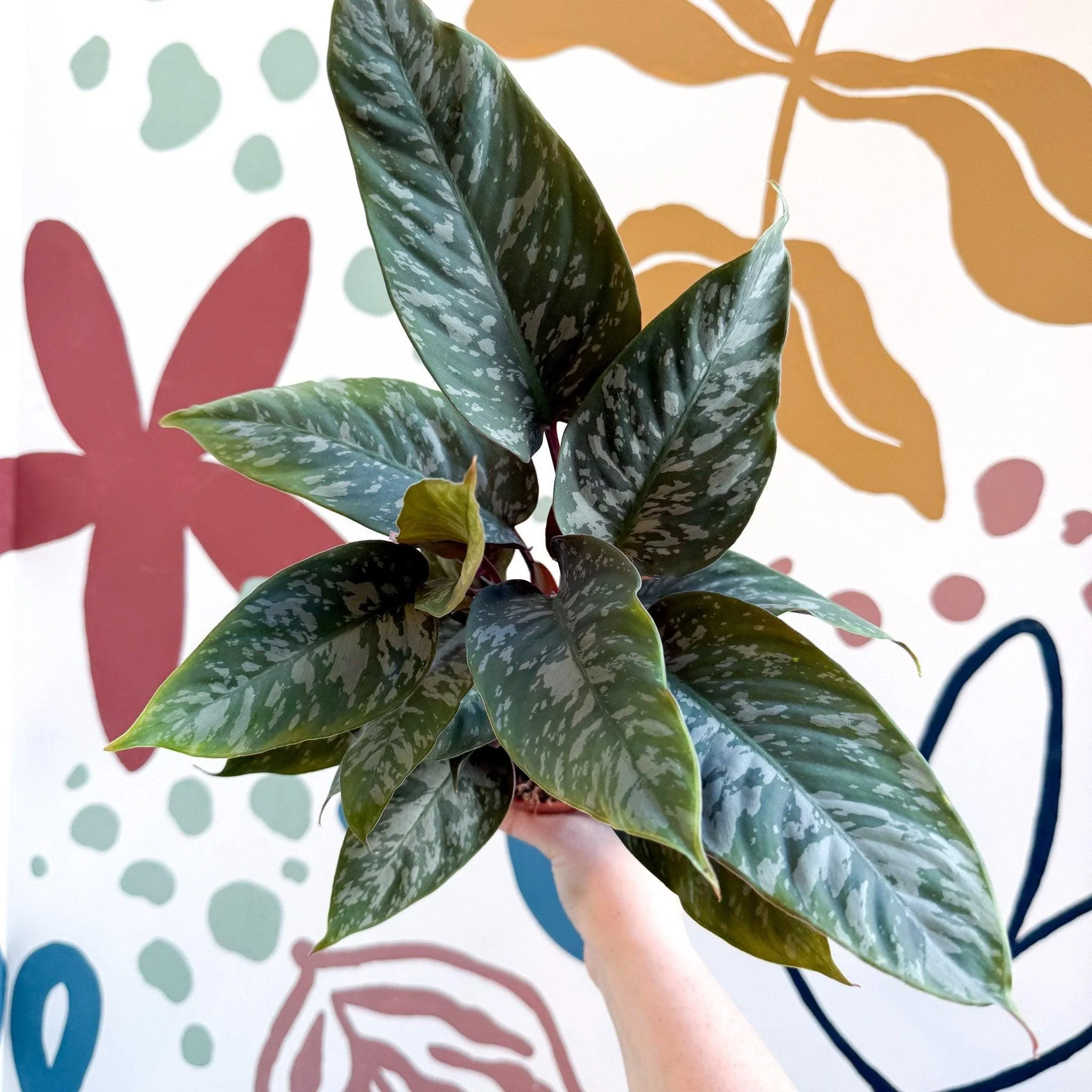 Apoballis acuminatissima