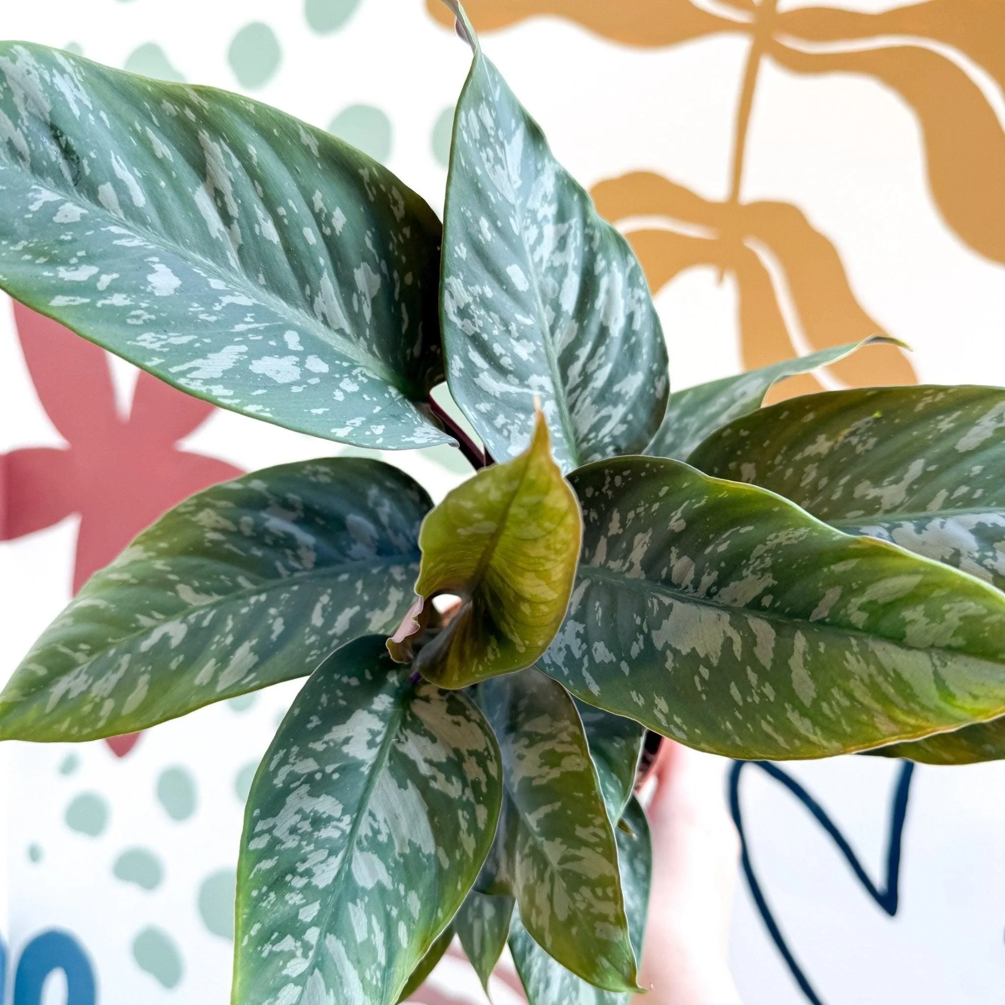 Apoballis acuminatissima - Image 9