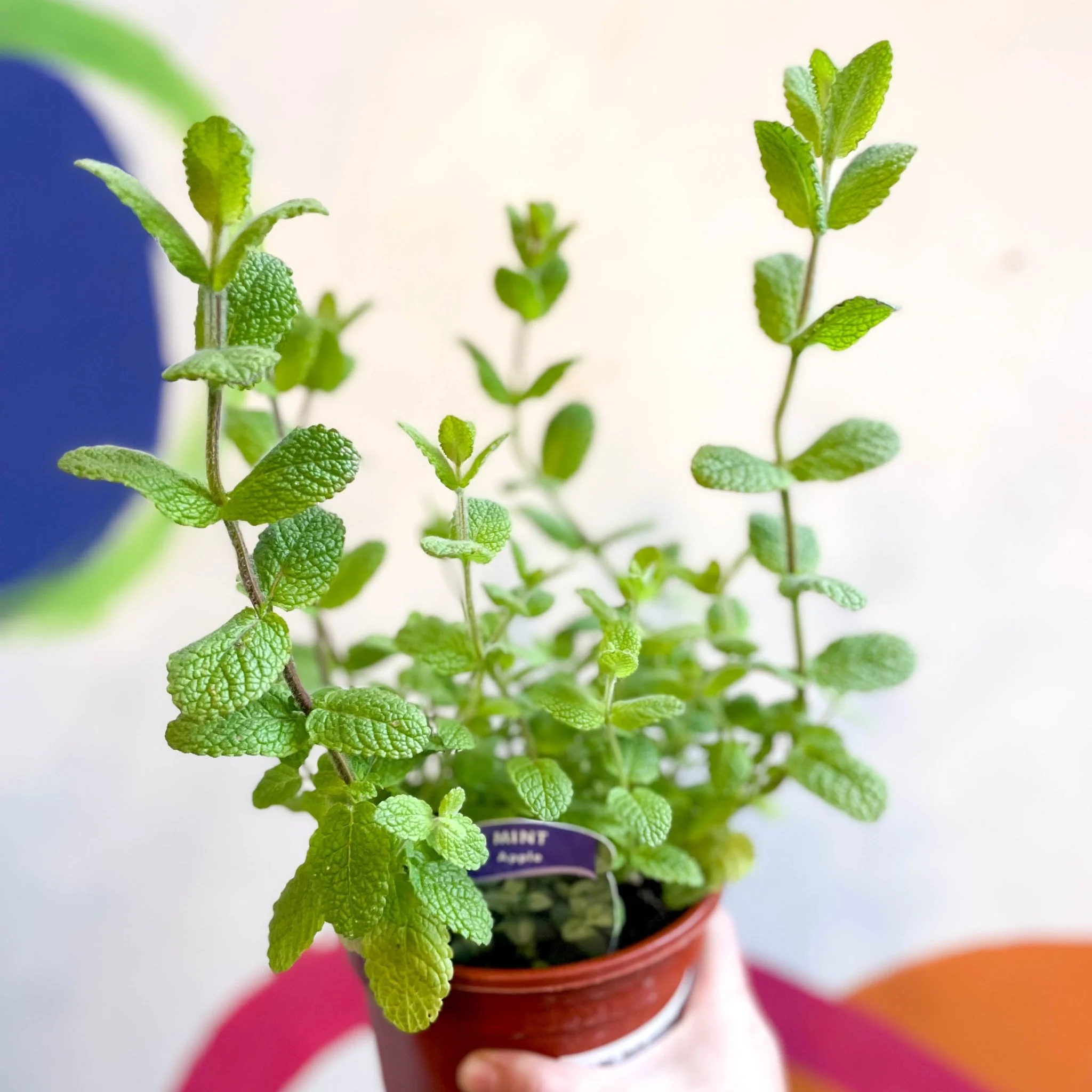Mentha suaveolens - Apple Mint - British Grown Culinary Herbs