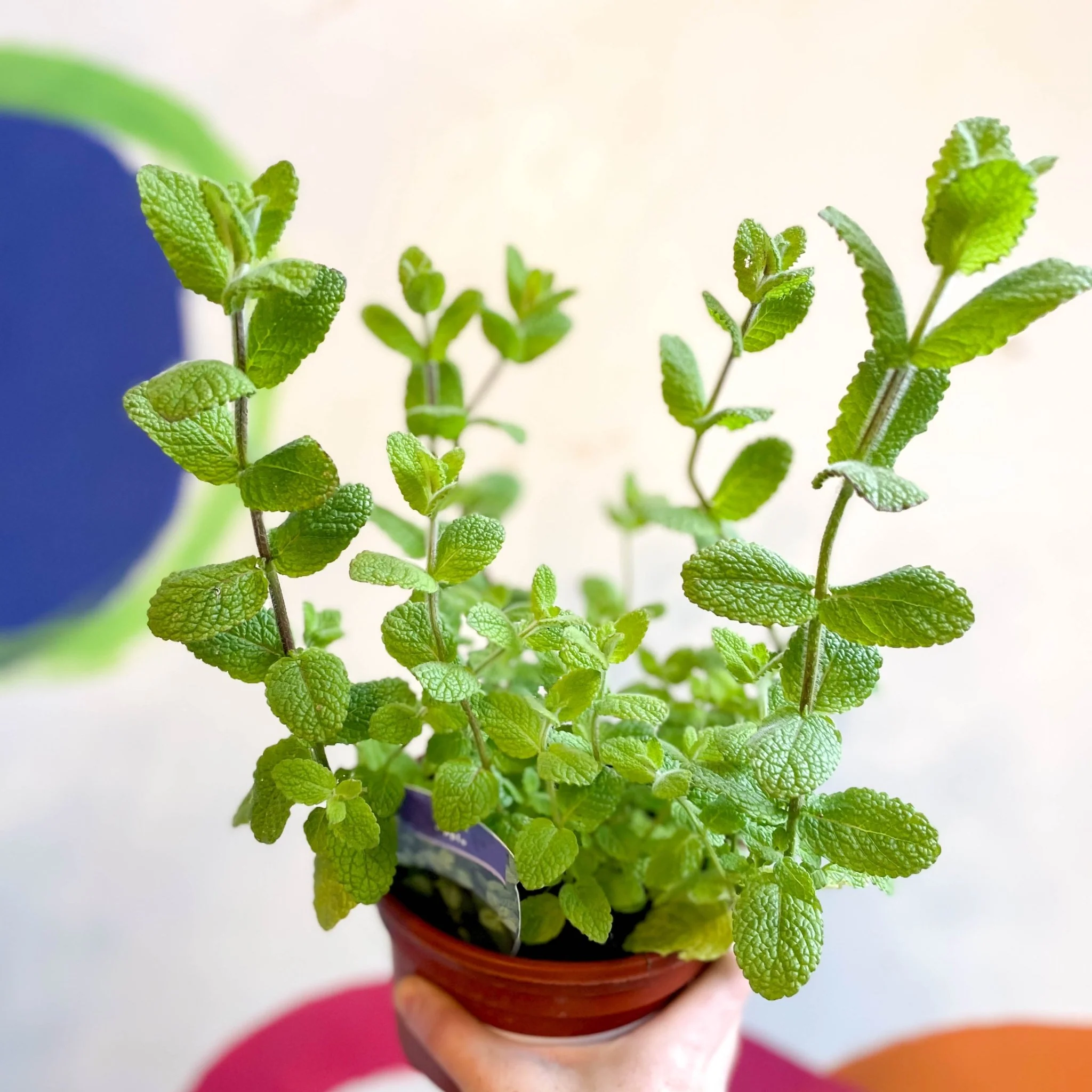 Mentha suaveolens - Apple Mint - British Grown Culinary Herbs - Image 2