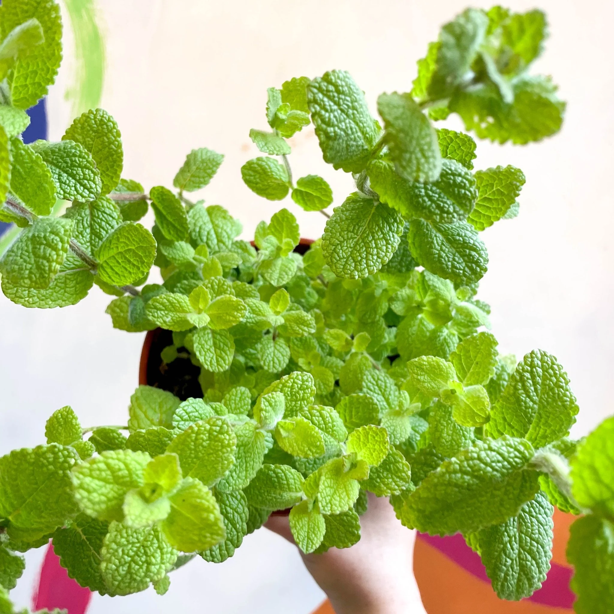 Mentha suaveolens - Apple Mint - British Grown Culinary Herbs - Image 3