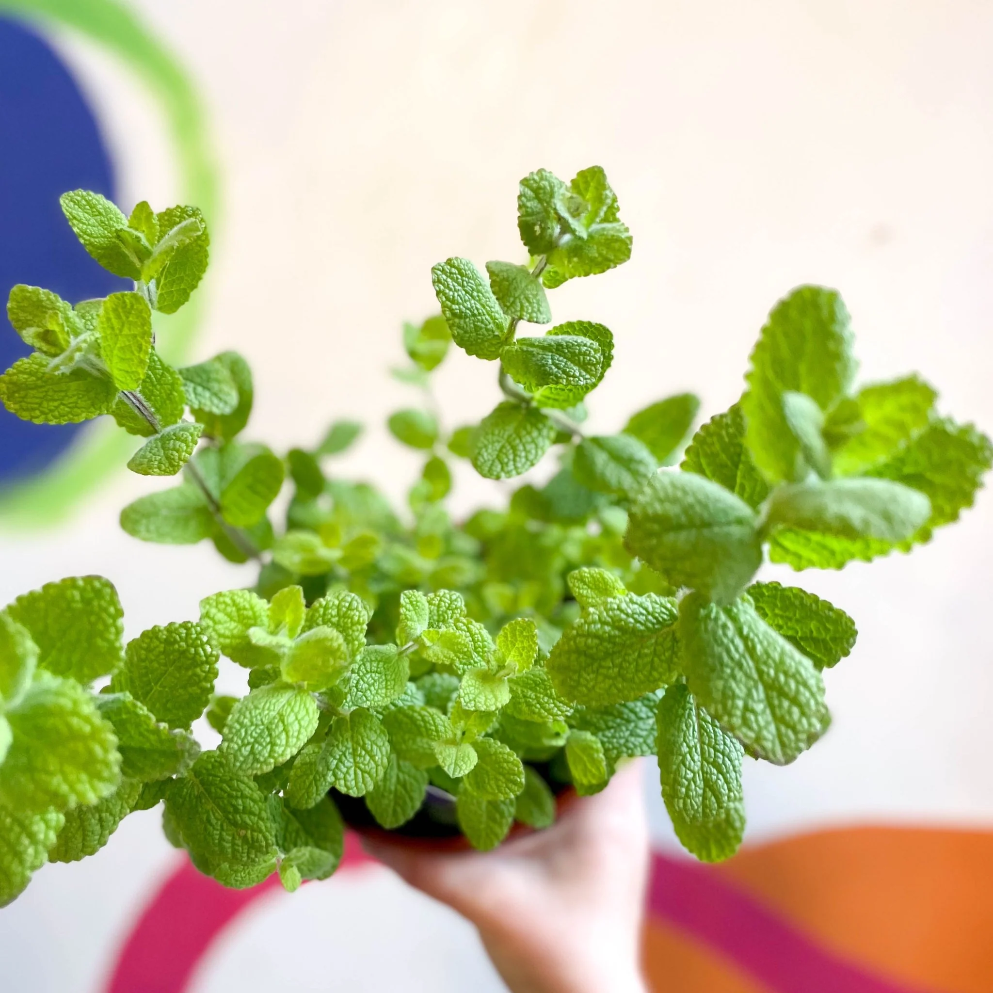 Mentha suaveolens - Apple Mint - British Grown Culinary Herbs - Image 4