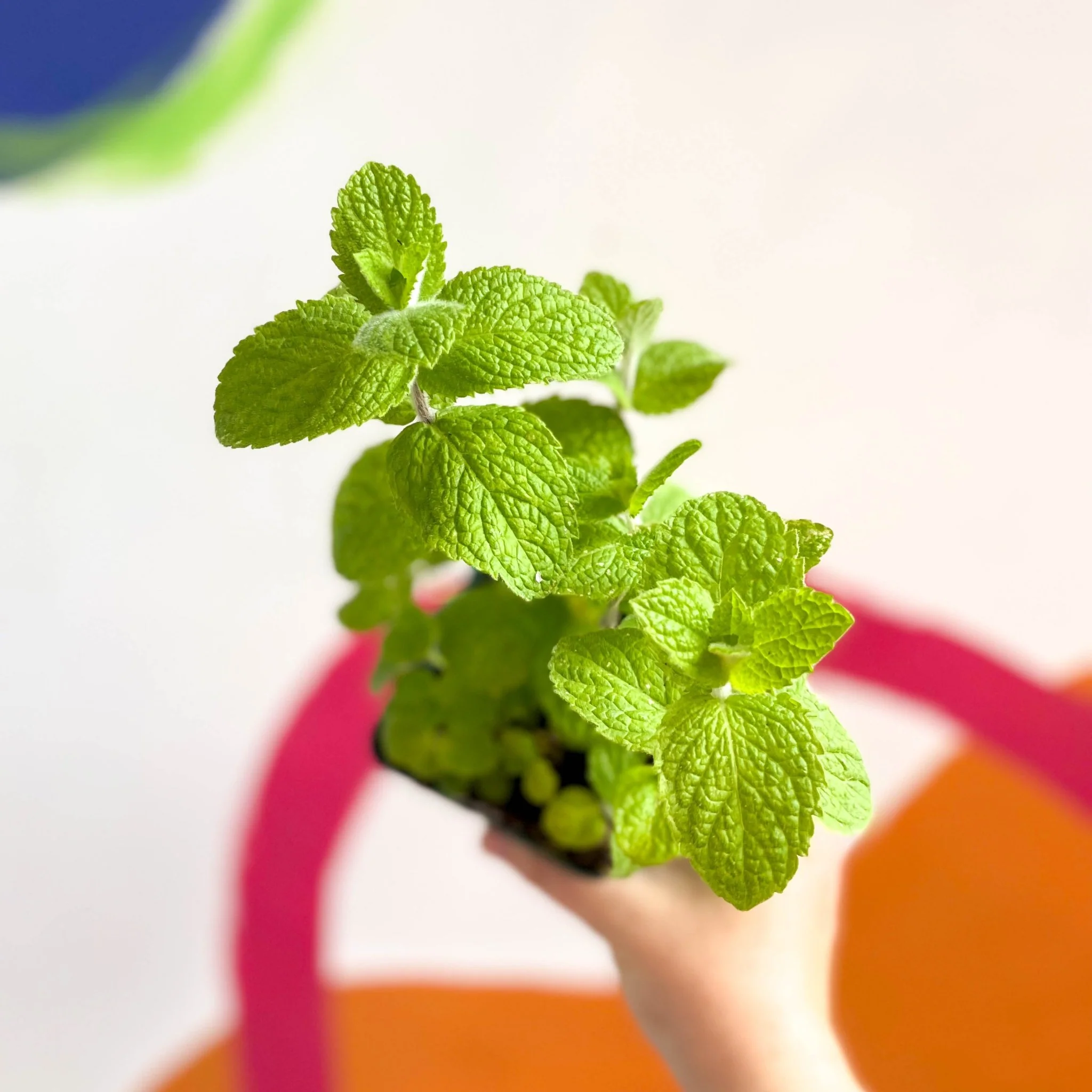 Mentha suaveolens - Apple Mint - Cotswolds Grown Culinary Herbs