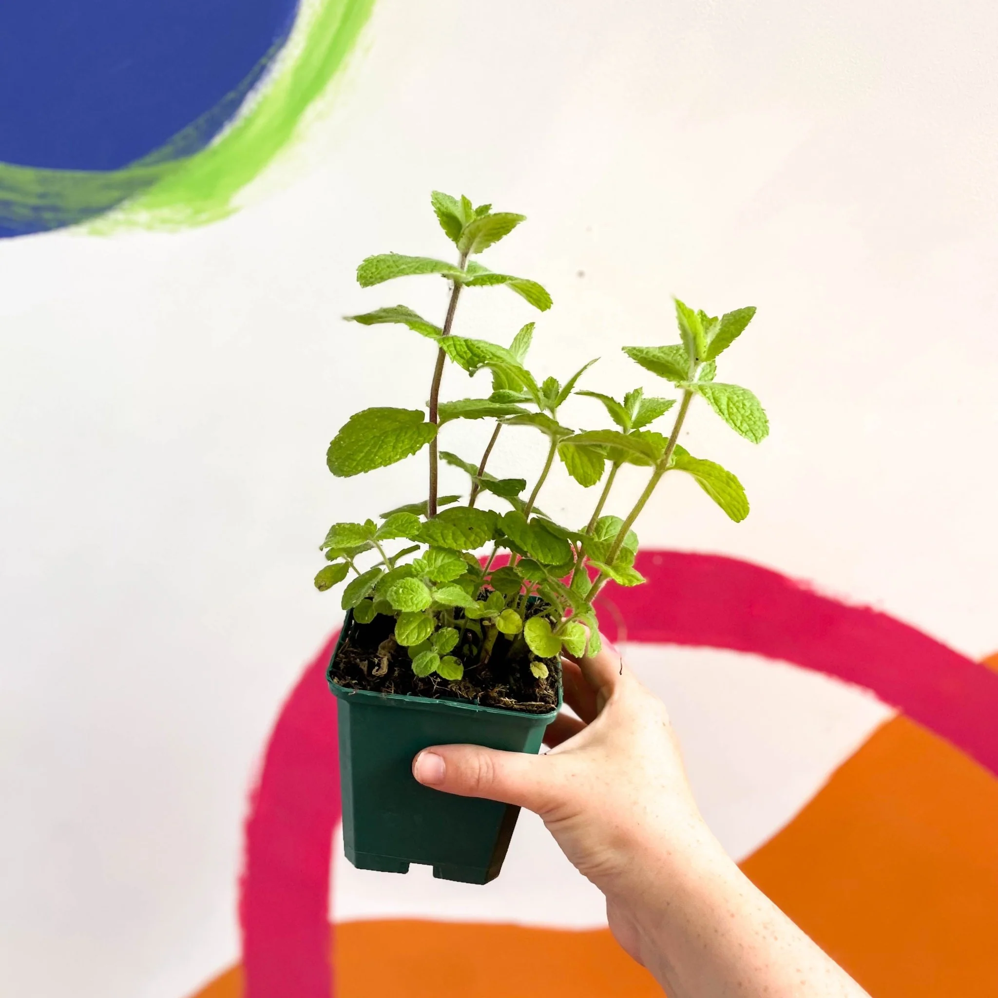 Mentha suaveolens - Apple Mint - Cotswolds Grown Culinary Herbs - Image 2