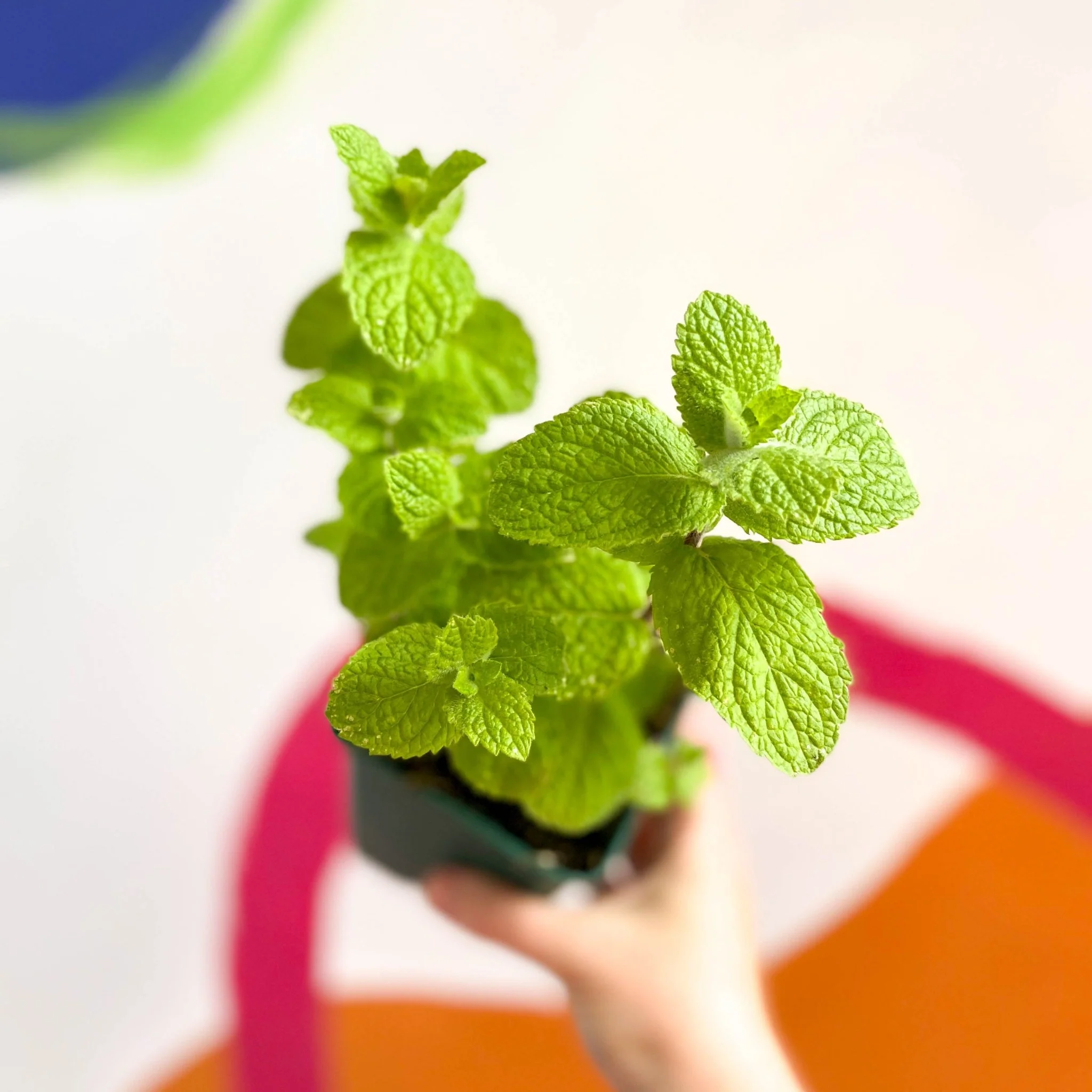 Mentha suaveolens - Apple Mint - Cotswolds Grown Culinary Herbs - Image 3