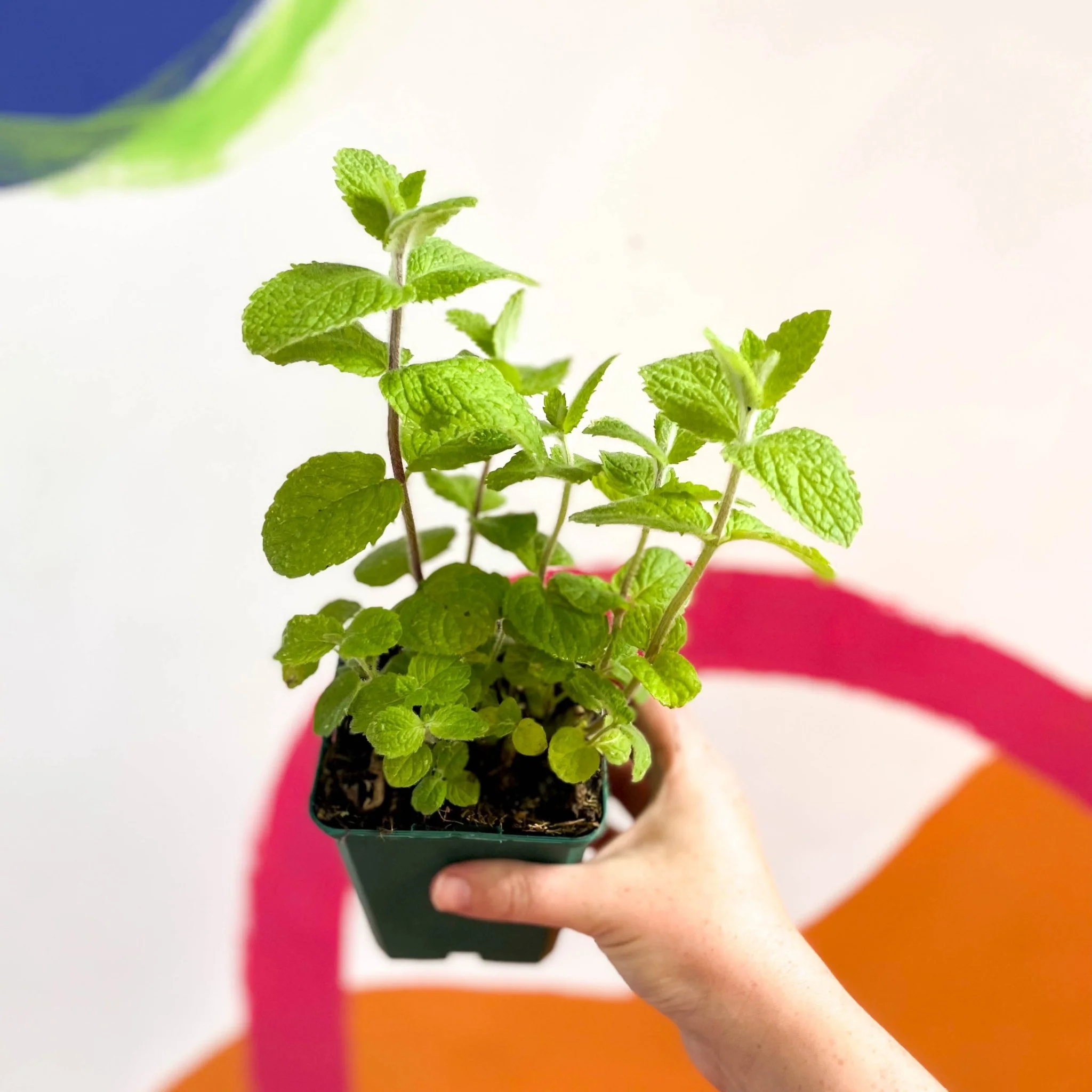 Mentha suaveolens - Apple Mint - Cotswolds Grown Culinary Herbs - Image 4