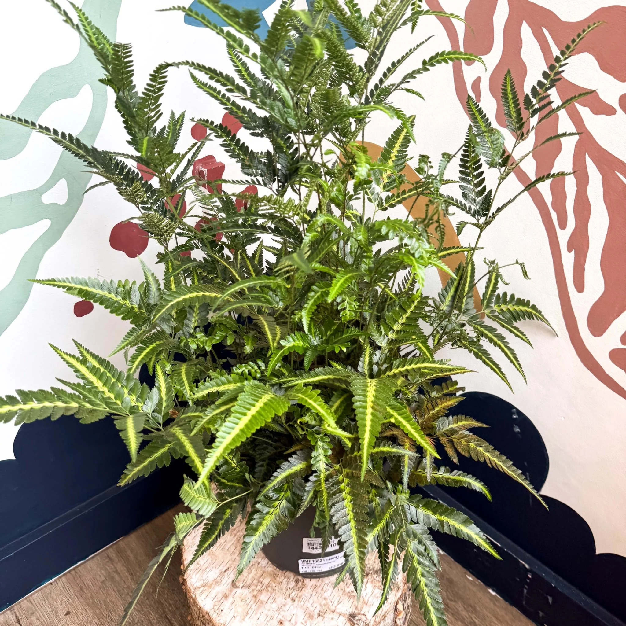 Arachniodes simplicior ‘Variegata’ – East Indian Holly Fern