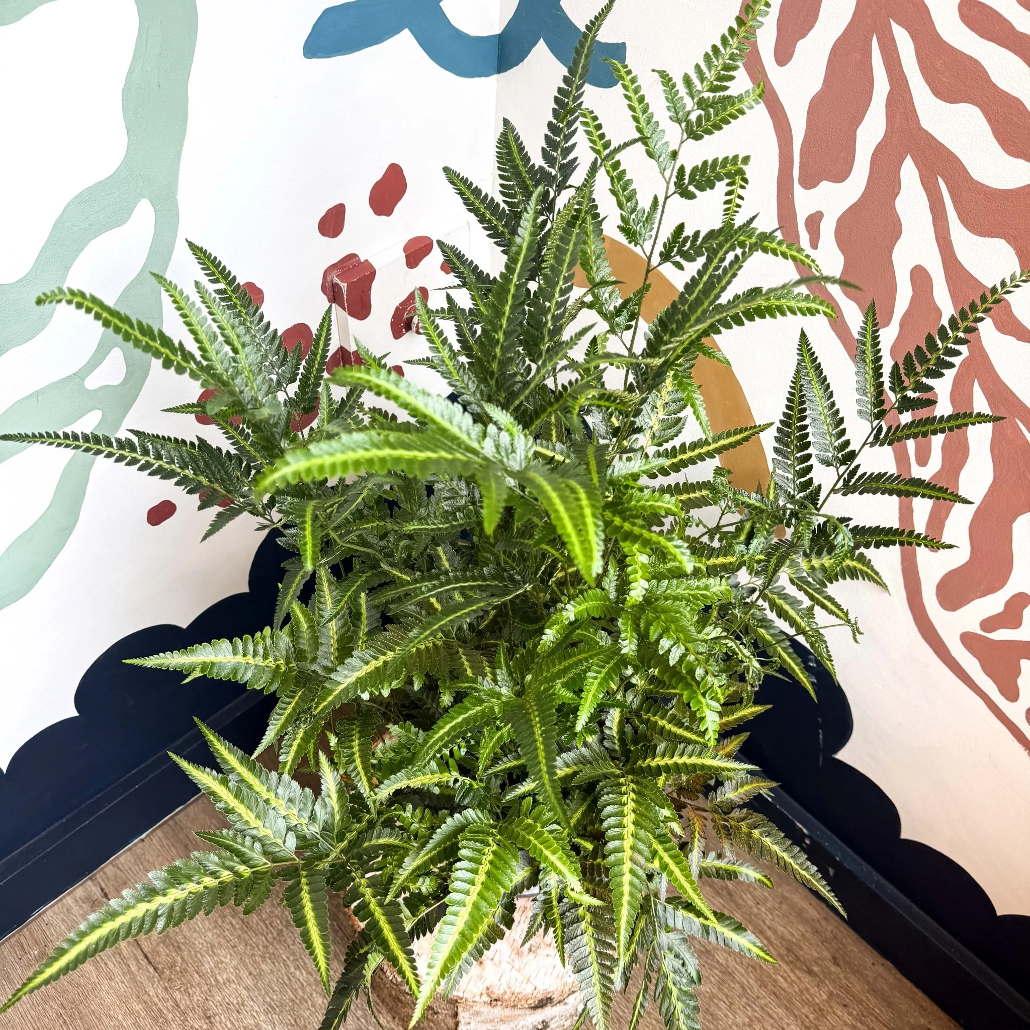 Arachniodes simplicior ‘Variegata’ – East Indian Holly Fern - Image 10