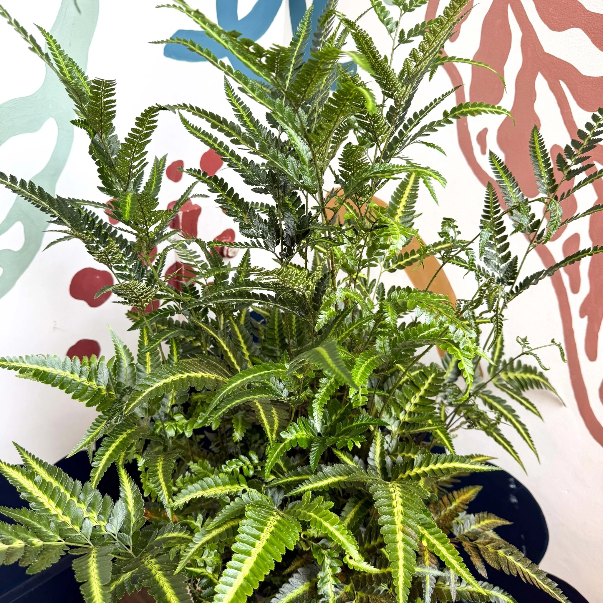 Arachniodes simplicior ‘Variegata’ – East Indian Holly Fern - Image 11
