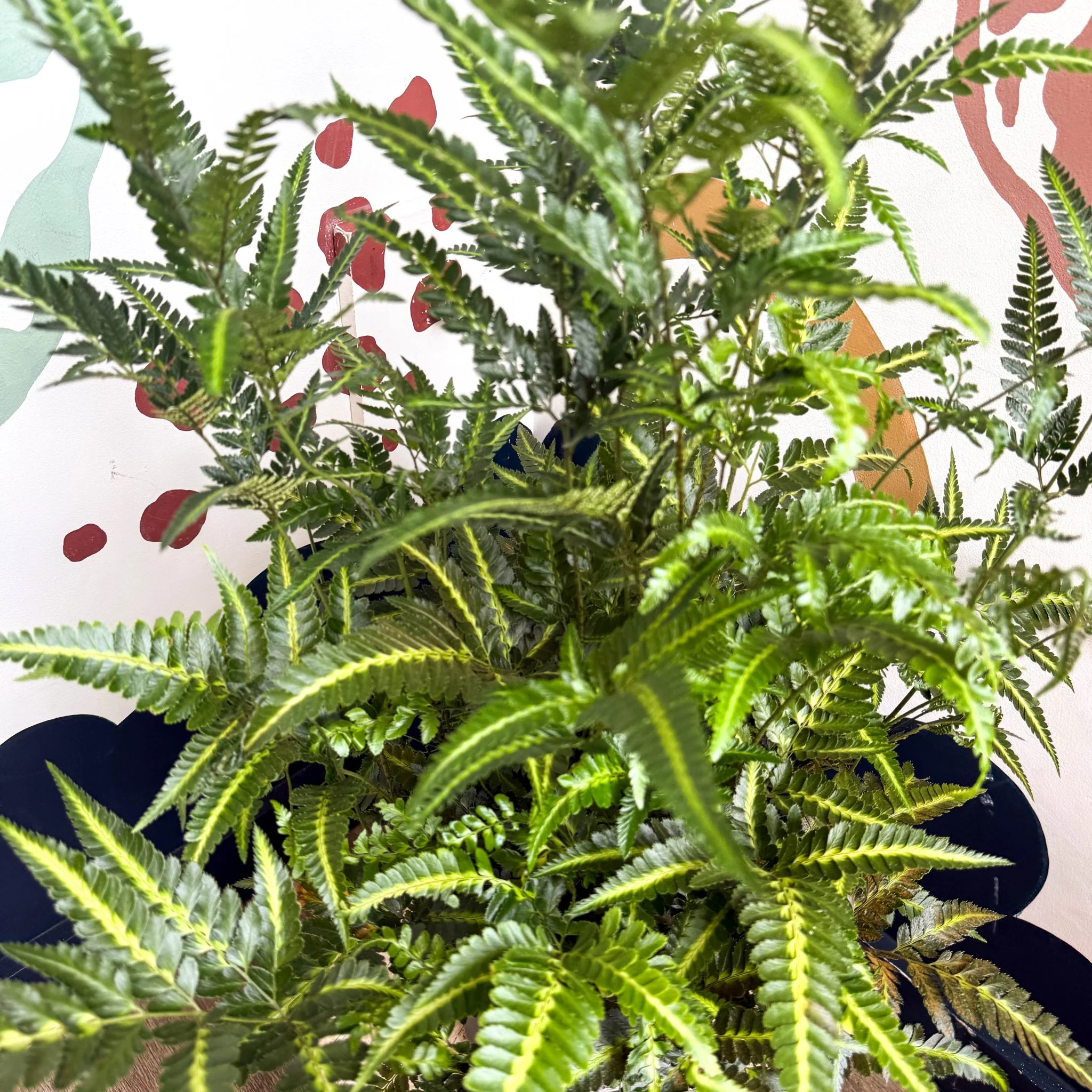 Arachniodes simplicior ‘Variegata’ – East Indian Holly Fern - Image 12