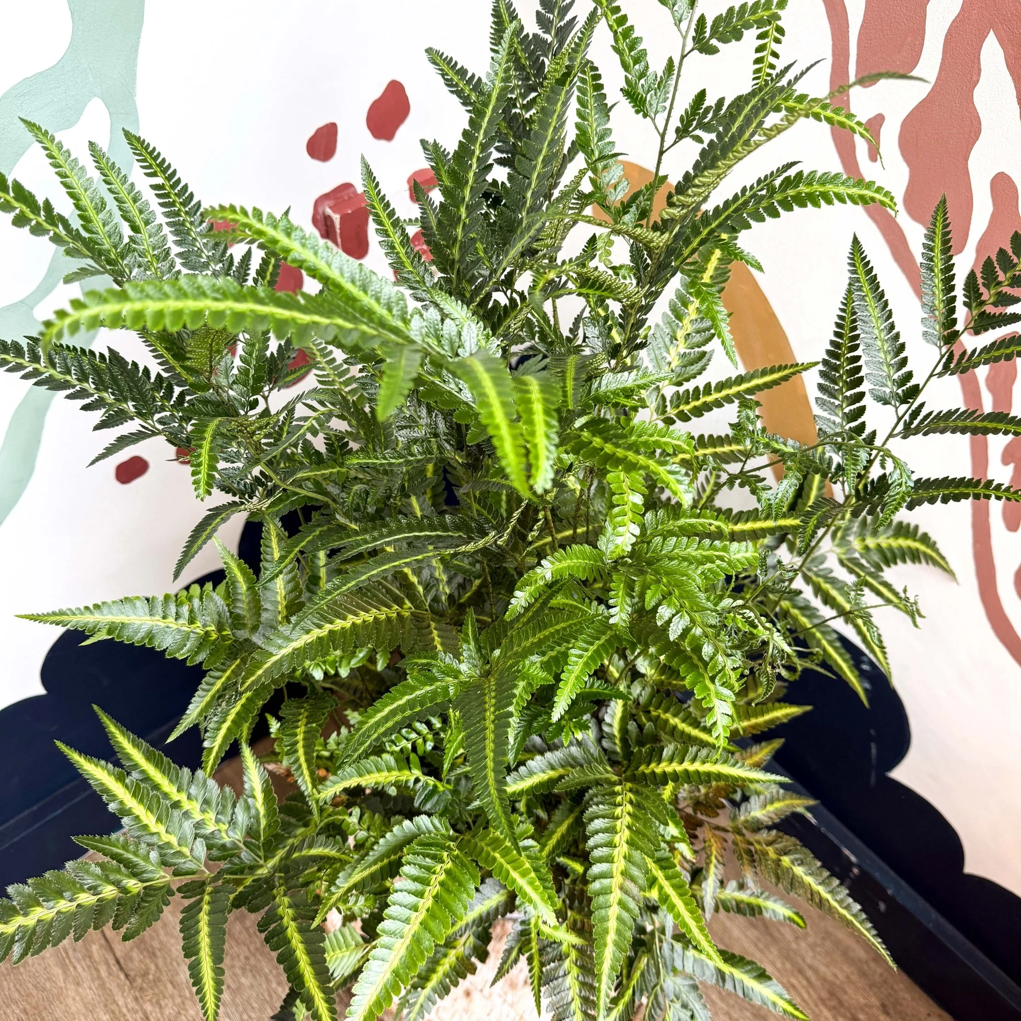 Arachniodes simplicior ‘Variegata’ – East Indian Holly Fern - Image 13