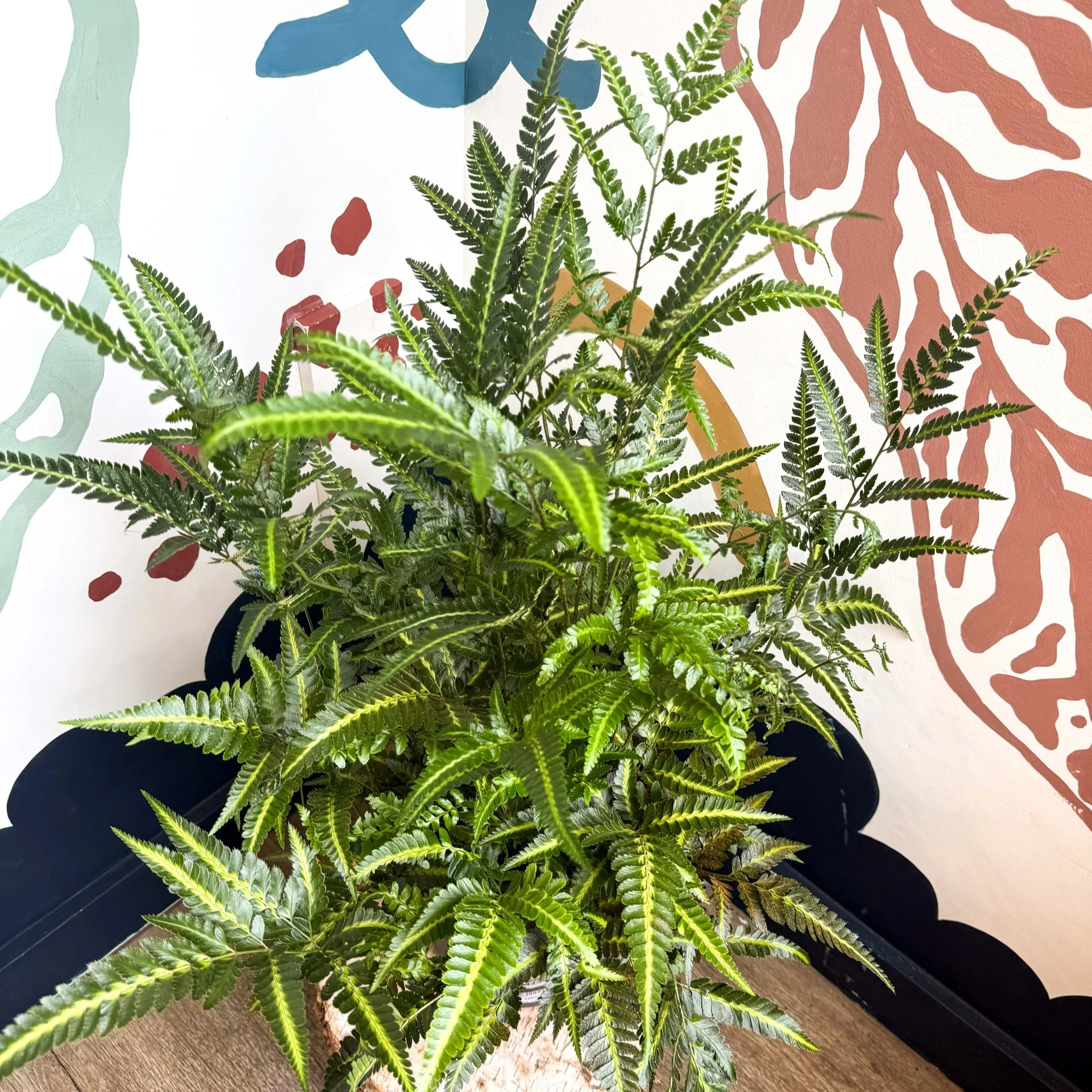 Arachniodes simplicior ‘Variegata’ – East Indian Holly Fern - Image 2