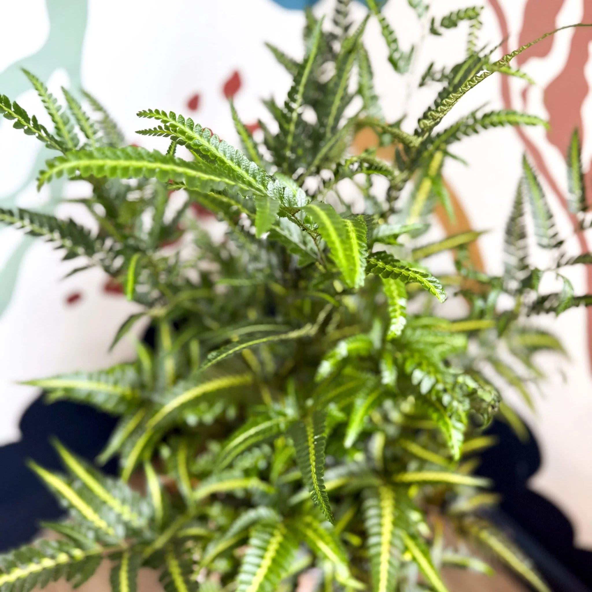 Arachniodes simplicior ‘Variegata’ – East Indian Holly Fern - Image 3