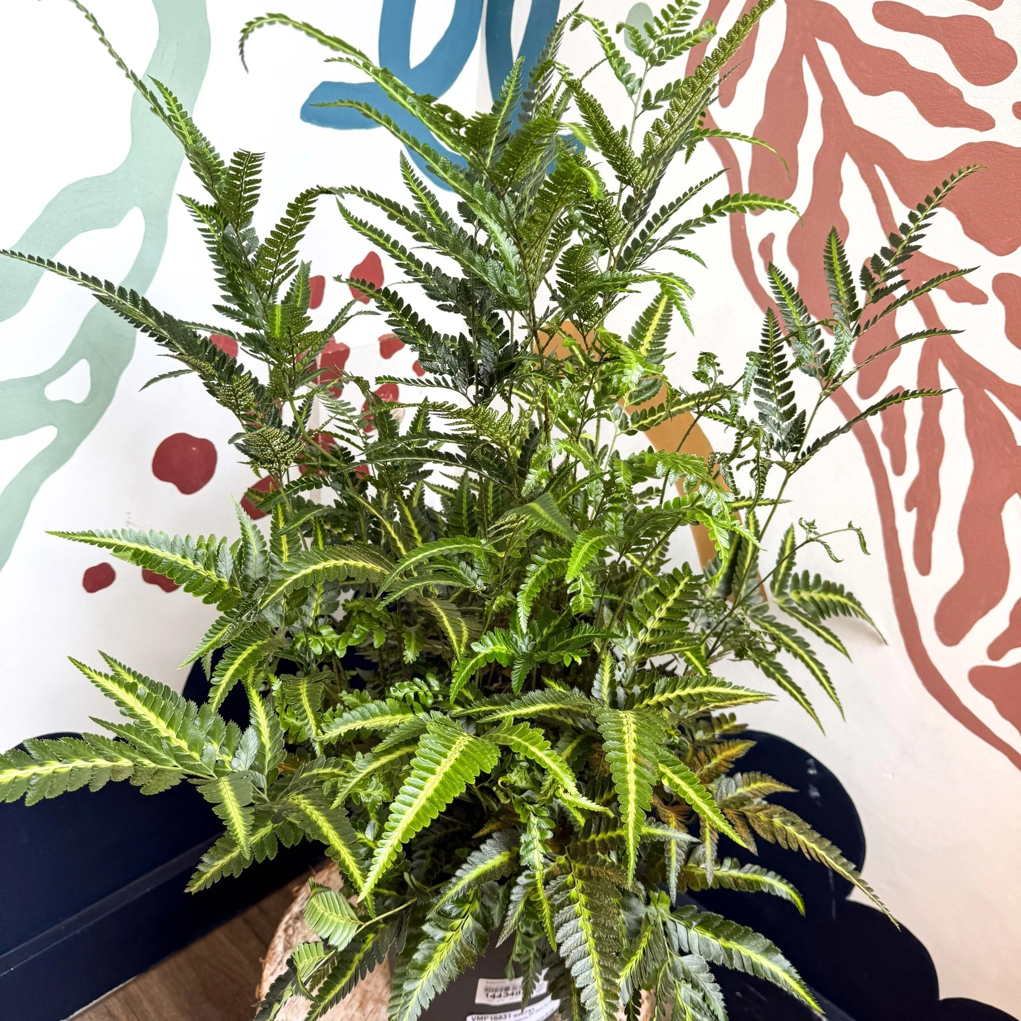 Arachniodes simplicior ‘Variegata’ – East Indian Holly Fern - Image 5