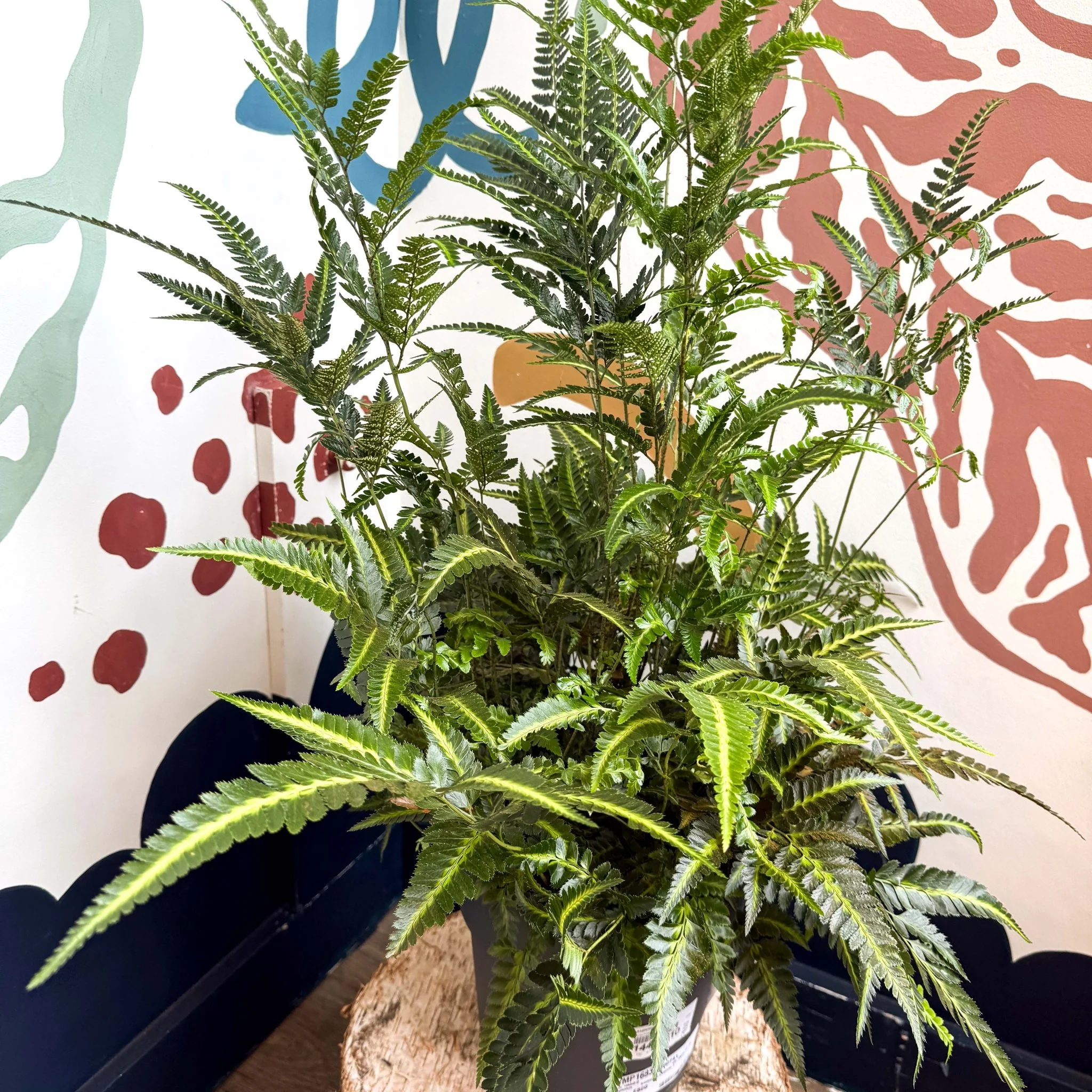 Arachniodes simplicior ‘Variegata’ – East Indian Holly Fern - Image 6
