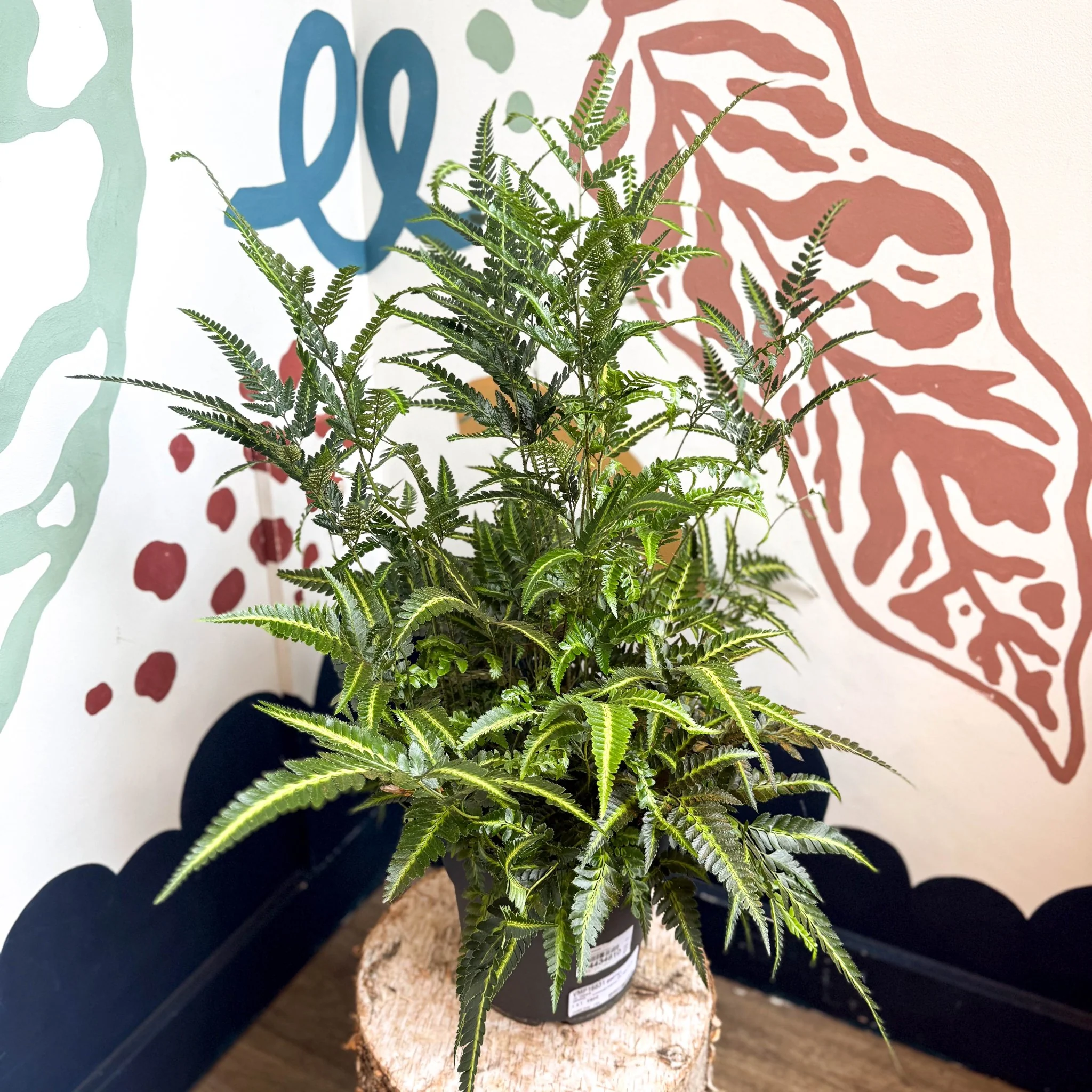 Arachniodes simplicior ‘Variegata’ – East Indian Holly Fern - Image 7