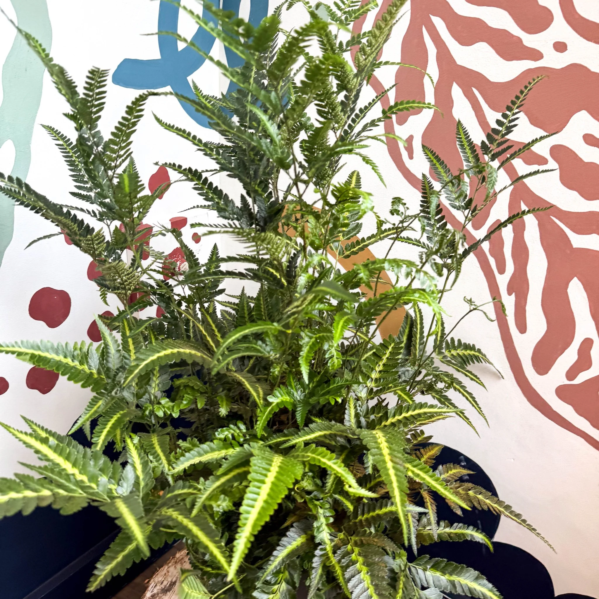 Arachniodes simplicior ‘Variegata’ – East Indian Holly Fern - Image 8