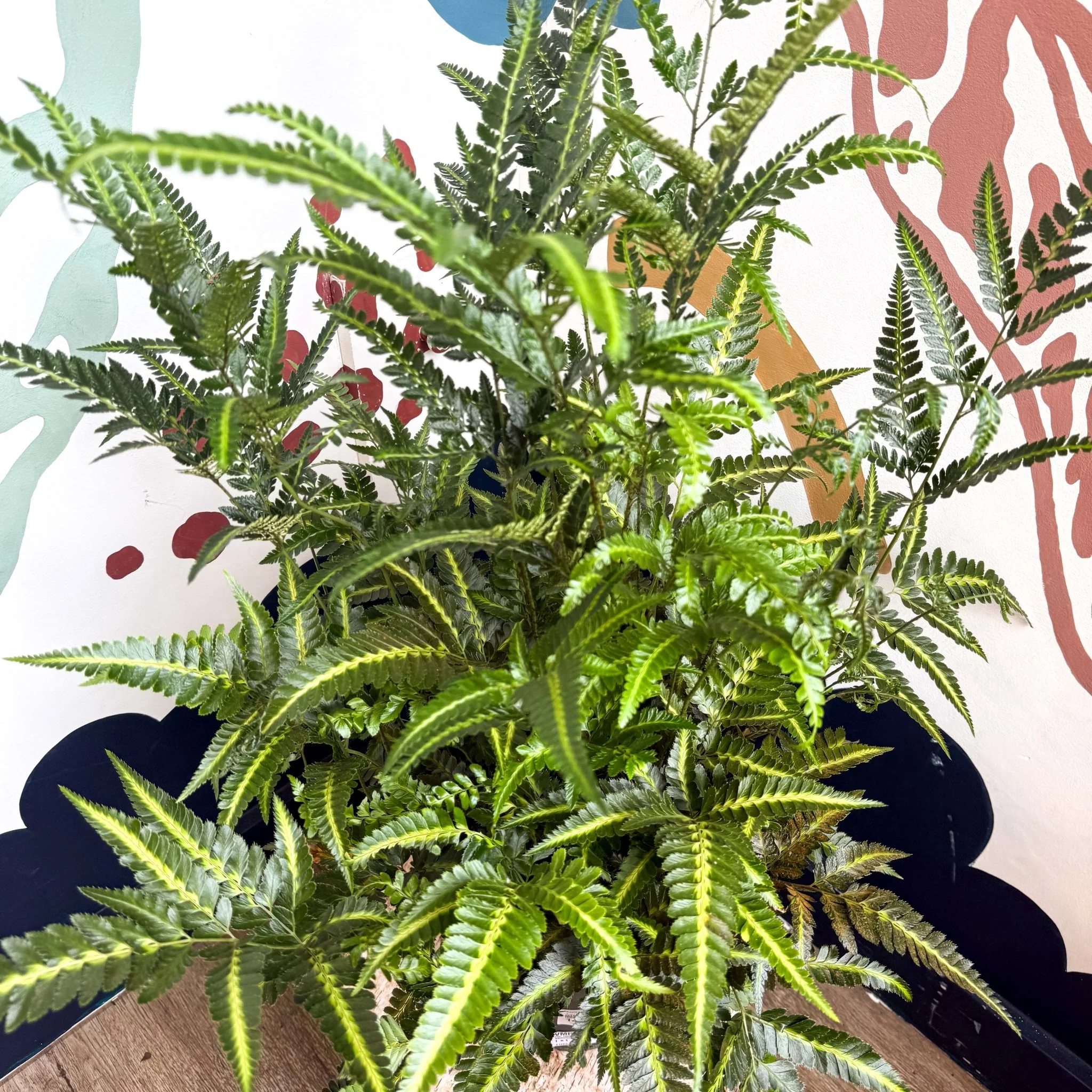 Arachniodes simplicior ‘Variegata’ – East Indian Holly Fern - Image 9