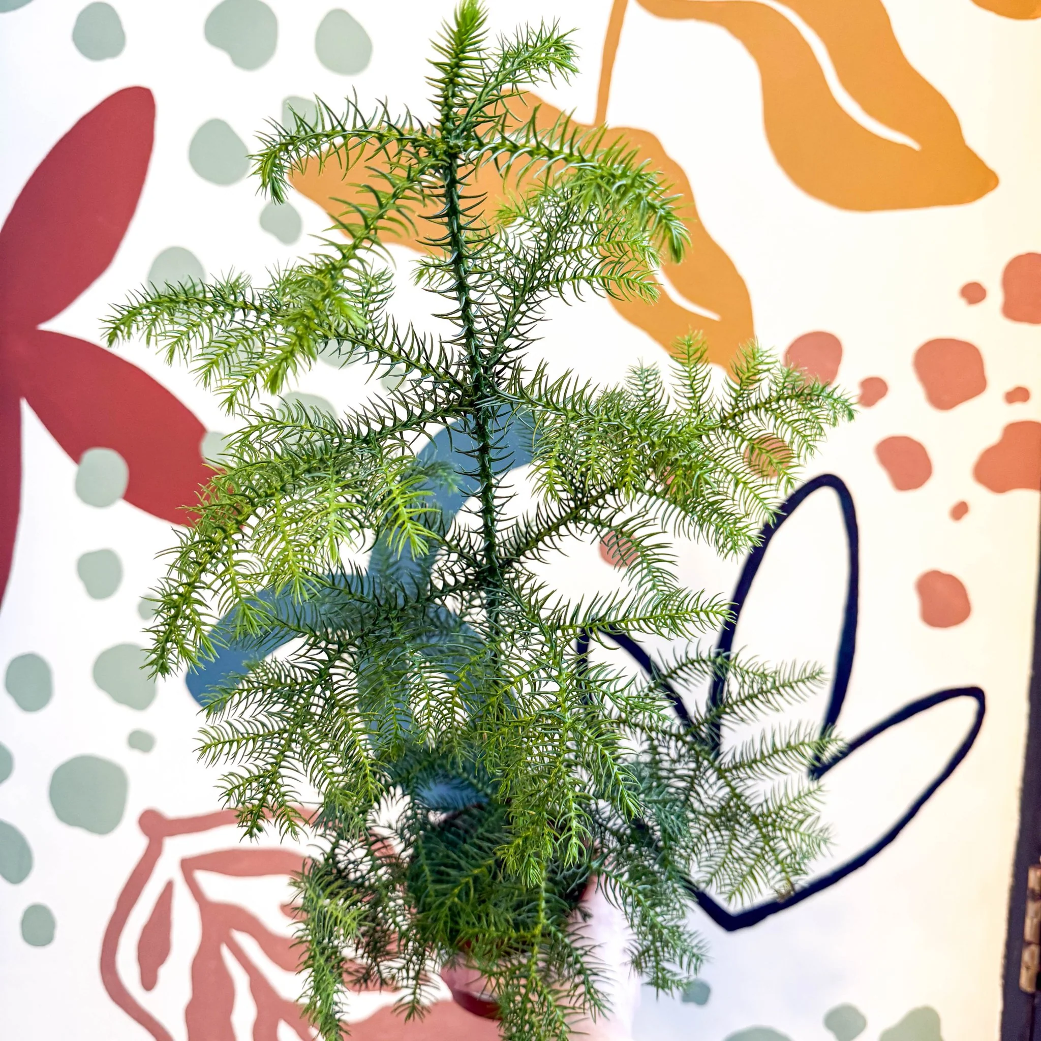 Araucaria heterophylla - Norfolk Island Pine - Unusual Potted Christmas Tree Option! - Image 10