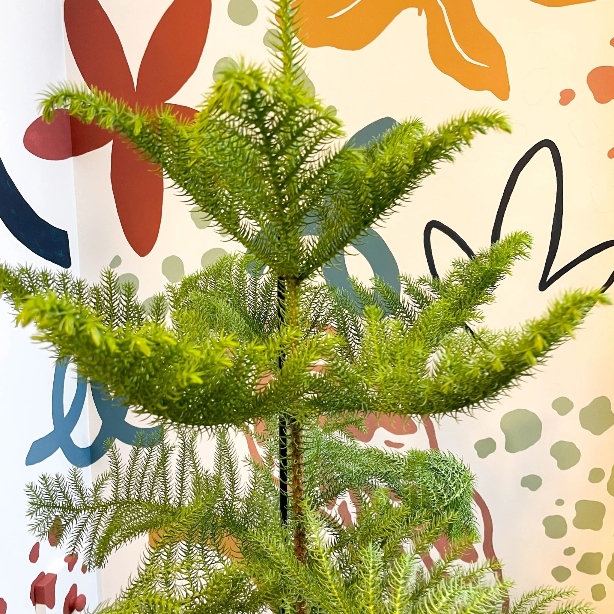 Araucaria heterophylla - Norfolk Island Pine - Unusual Potted Christmas Tree Option! - Image 3