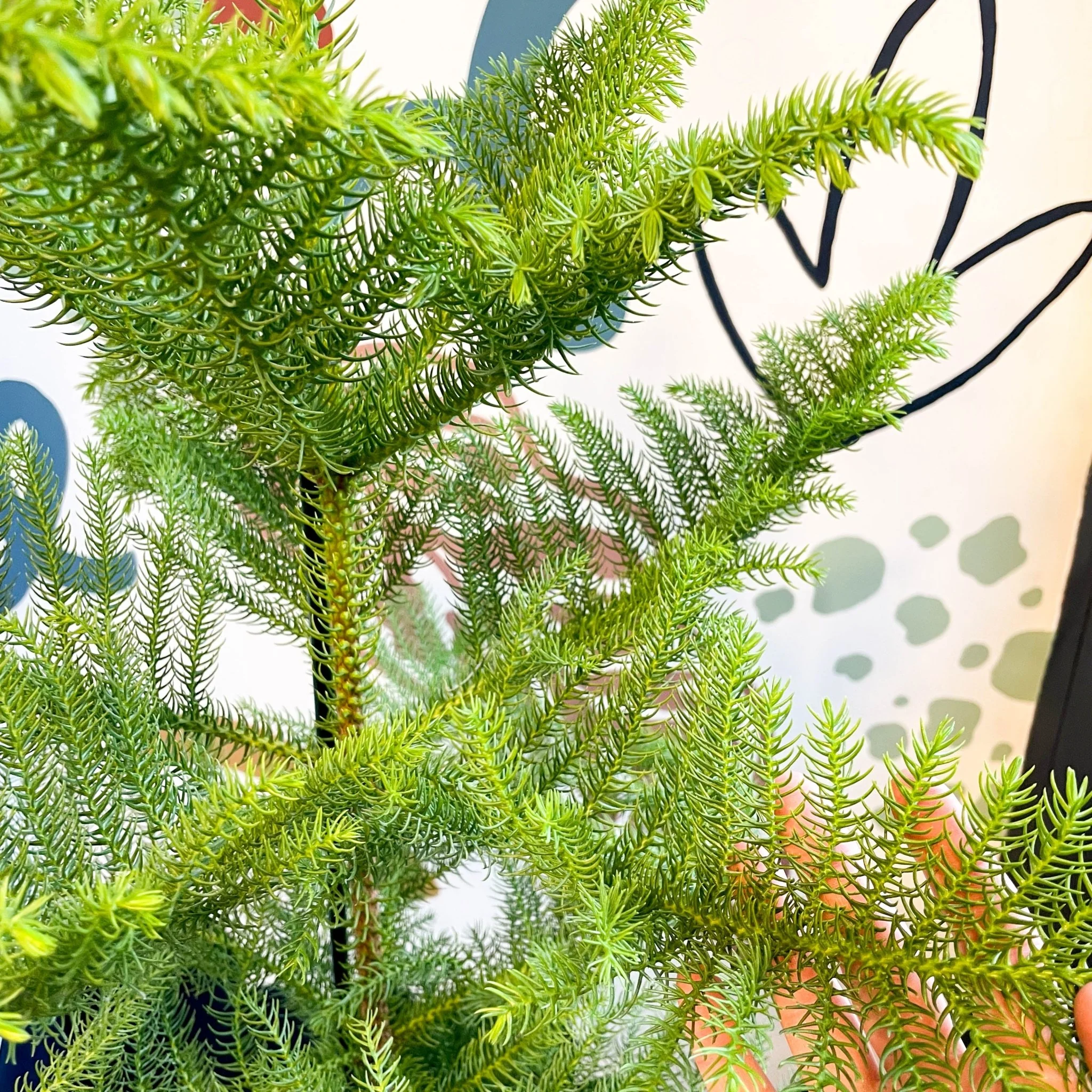 Araucaria heterophylla - Norfolk Island Pine - Unusual Potted Christmas Tree Option! - Image 6