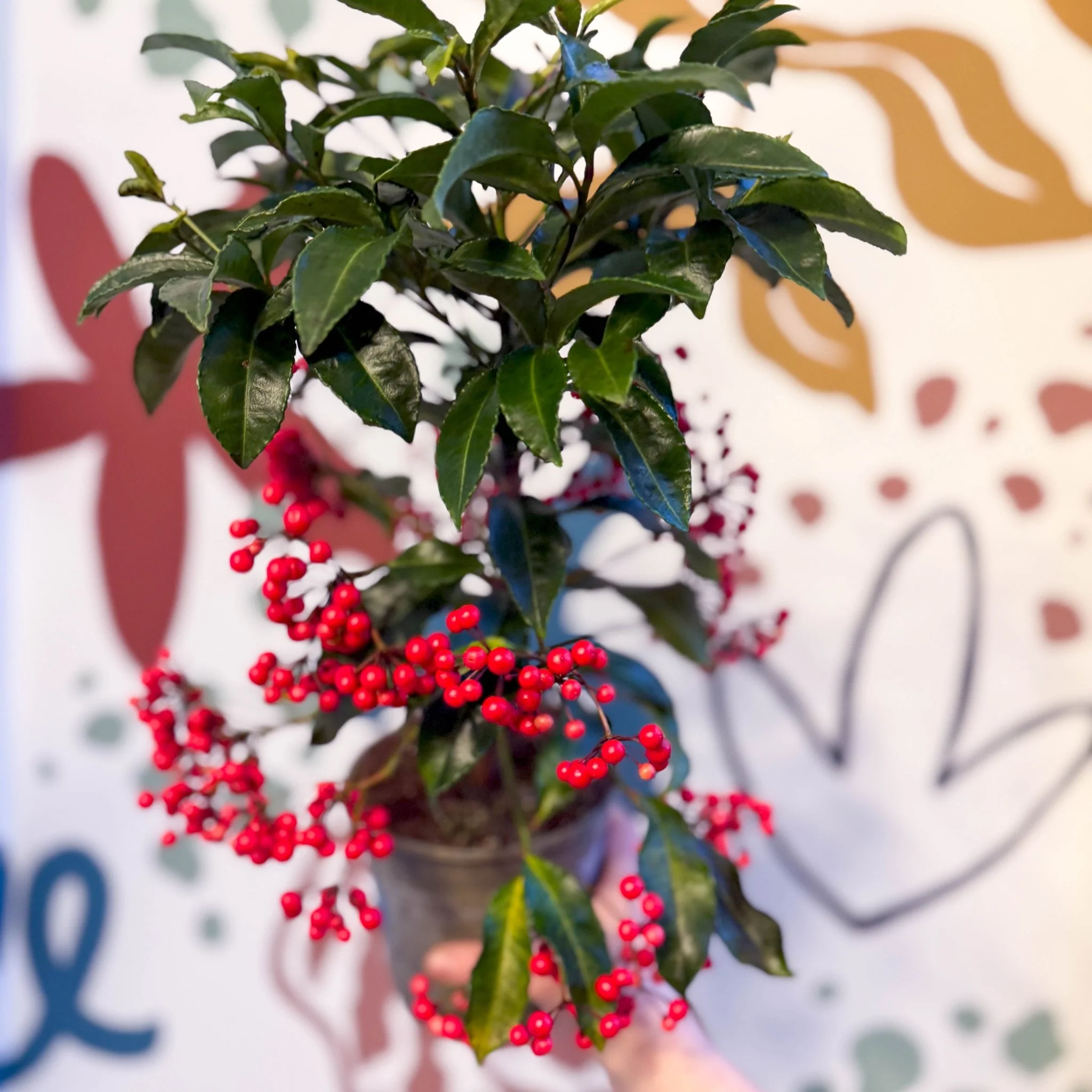 Ardisia crenata - Christmas Coral Berry