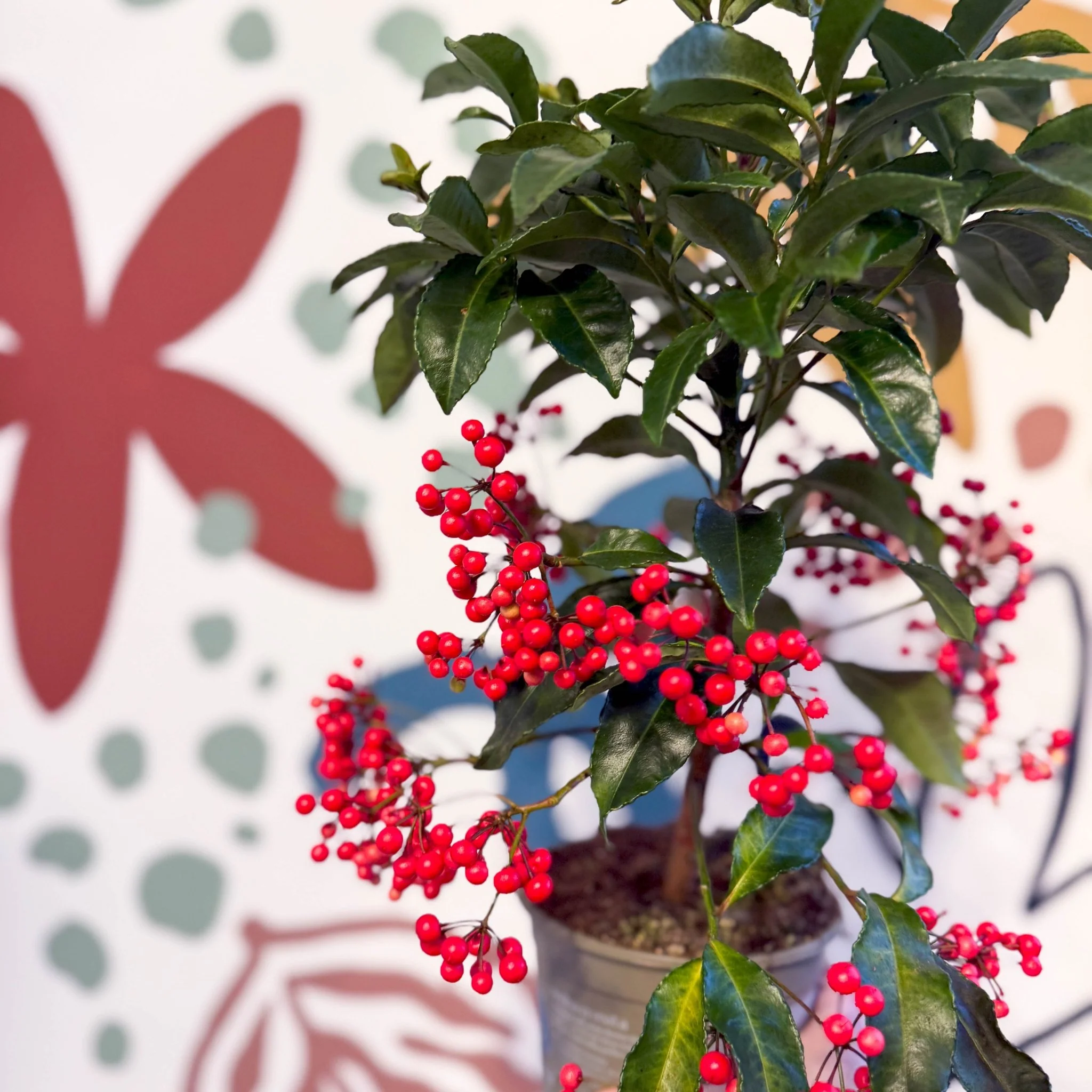 Ardisia crenata - Christmas Coral Berry - Image 10