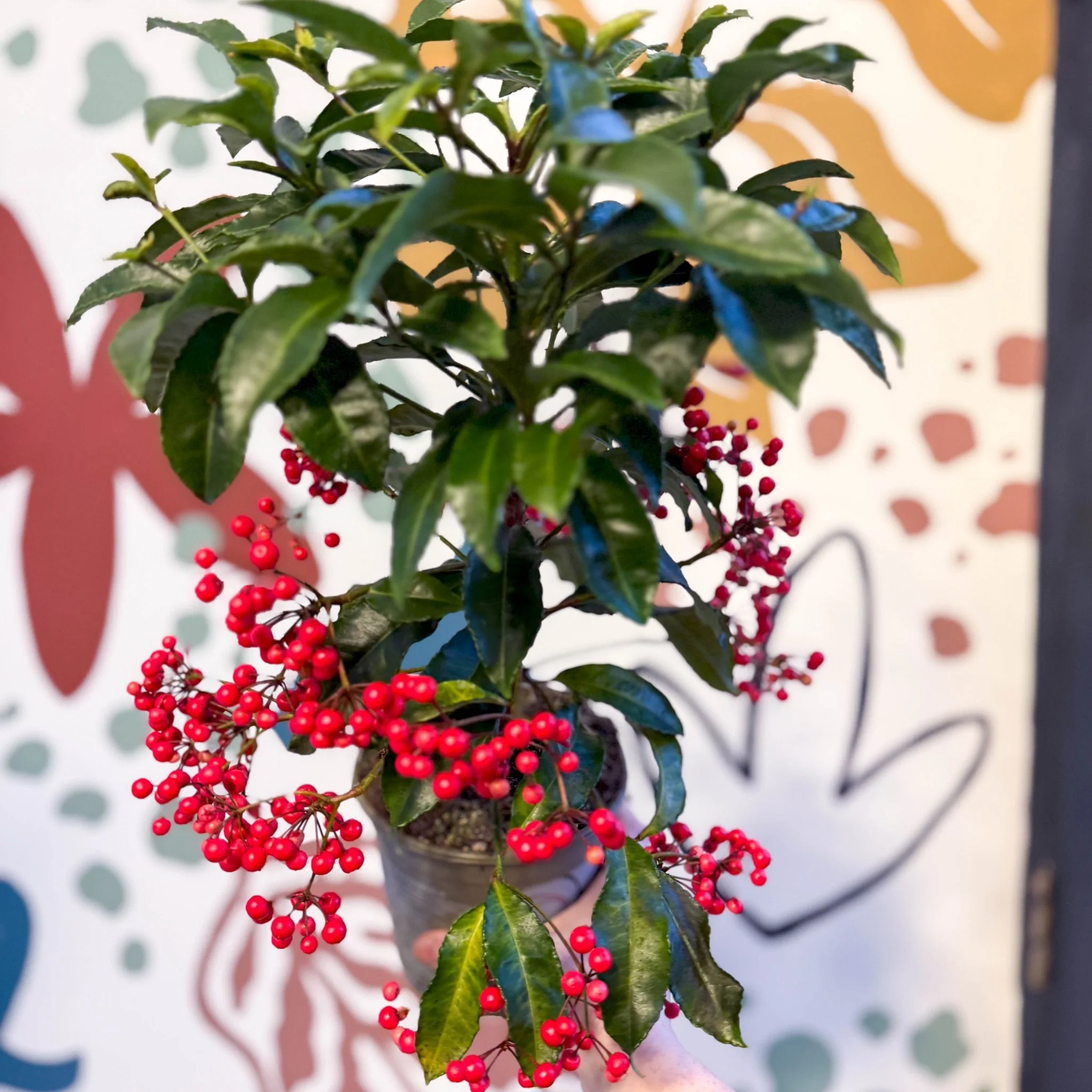 Ardisia crenata - Christmas Coral Berry - Image 3