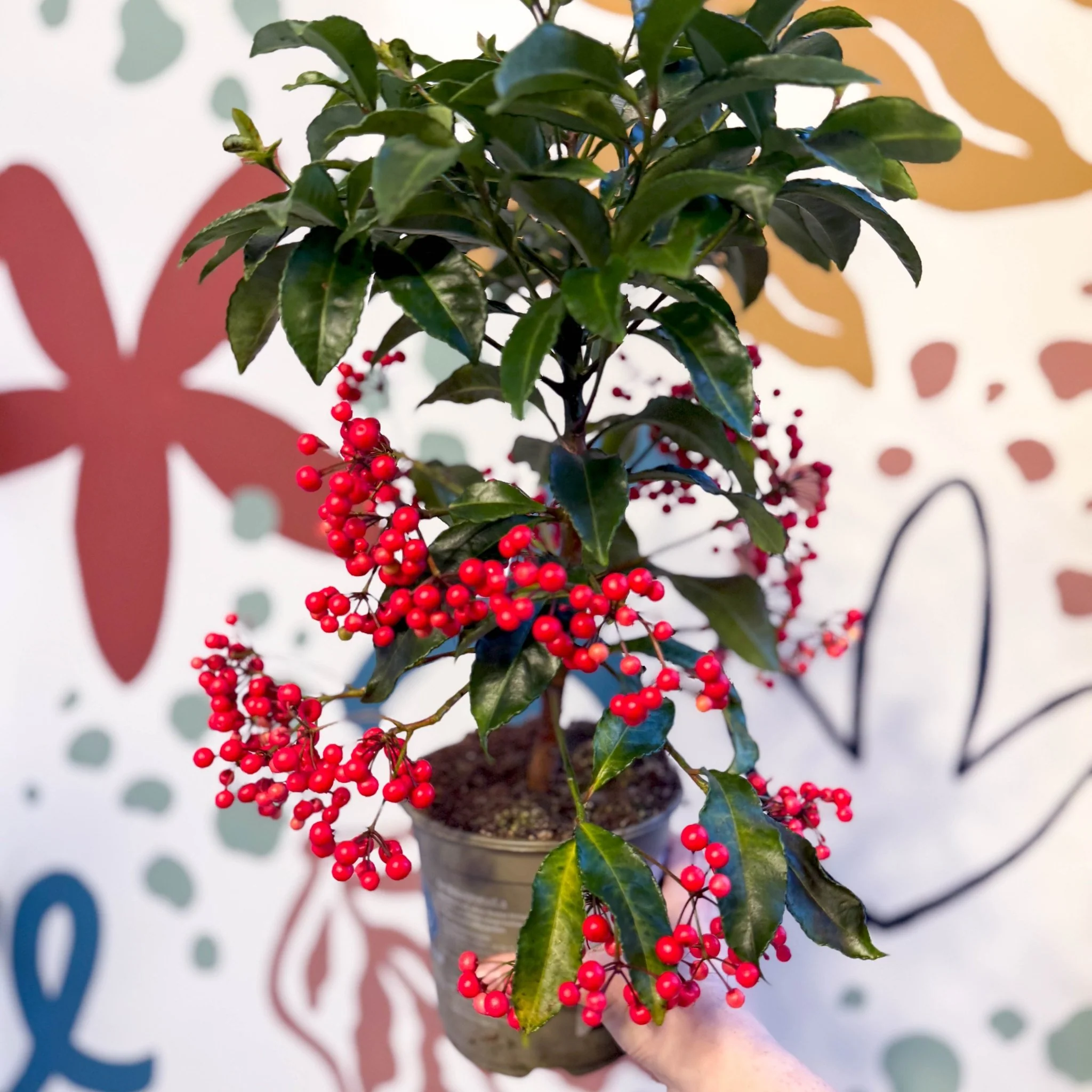 Ardisia crenata - Christmas Coral Berry - Image 4