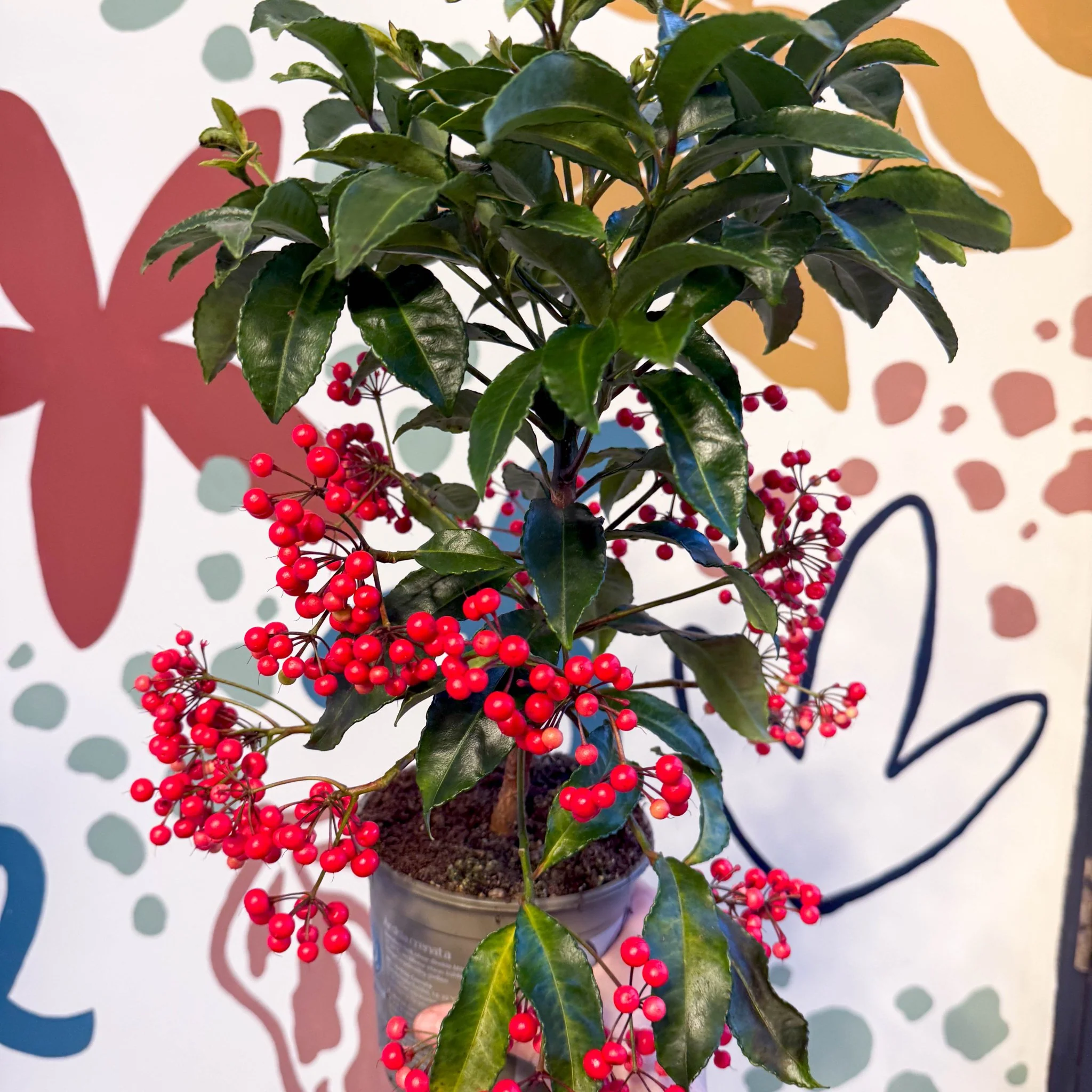 Ardisia crenata - Christmas Coral Berry - Image 5
