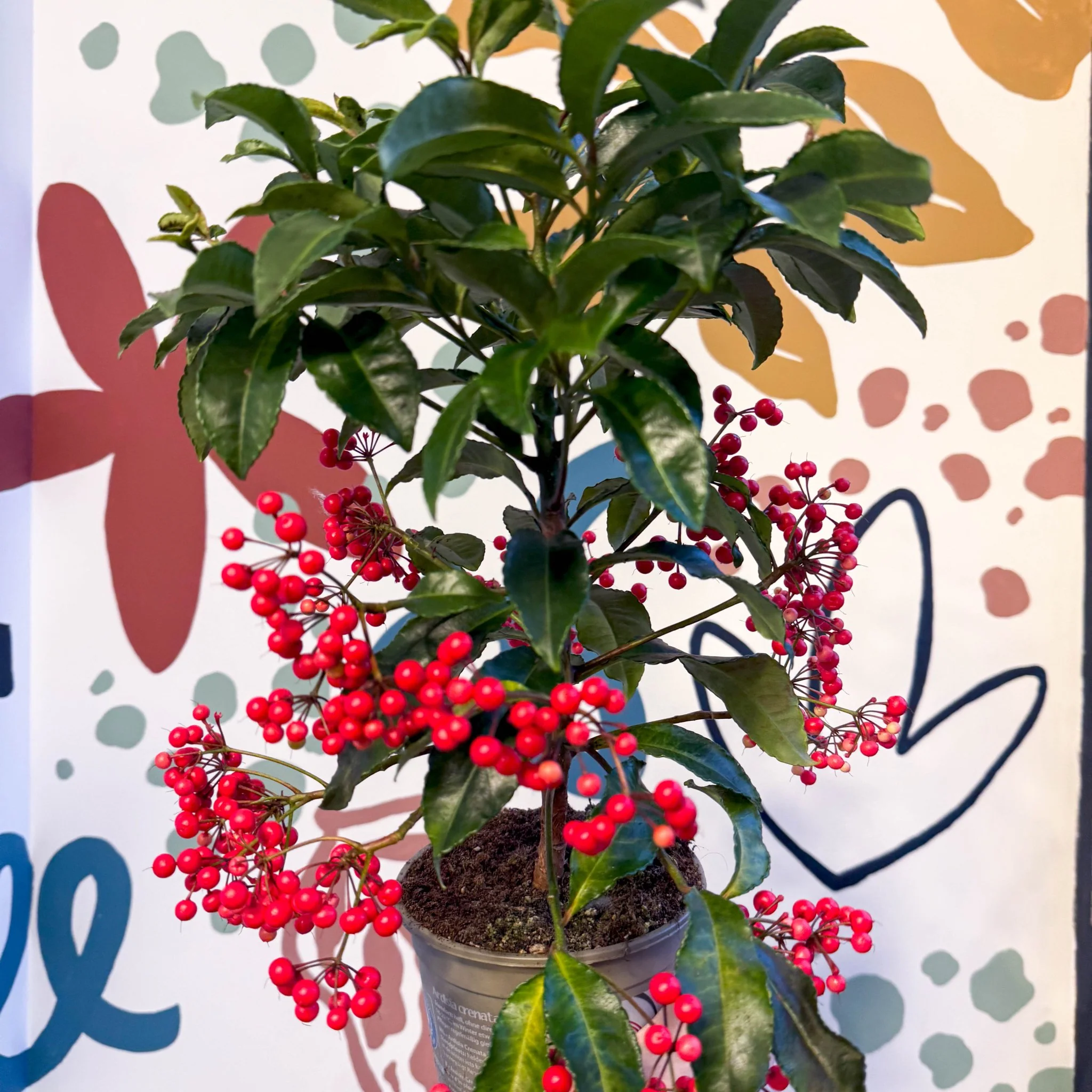 Ardisia crenata - Christmas Coral Berry - Image 6
