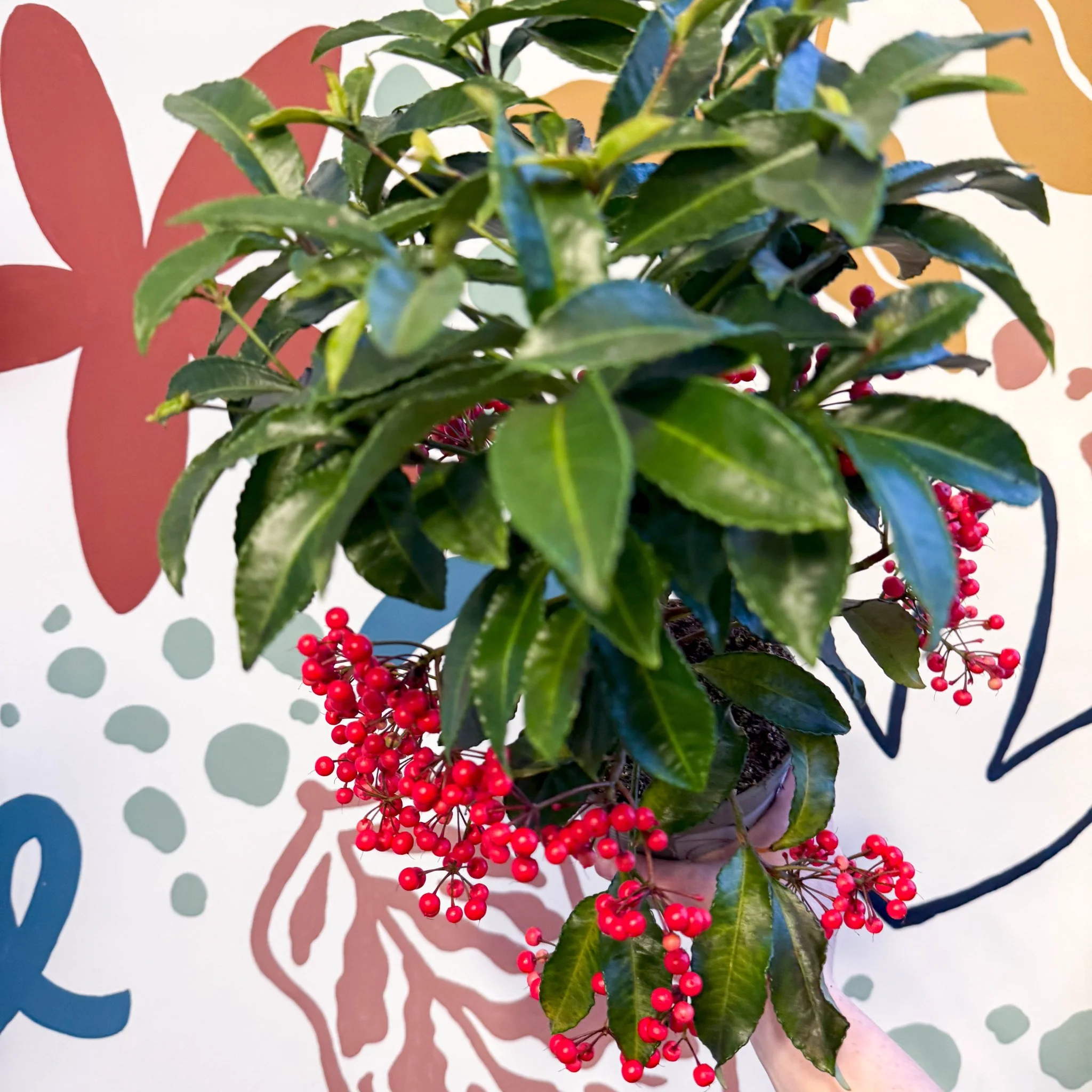 Ardisia crenata - Christmas Coral Berry - Image 7