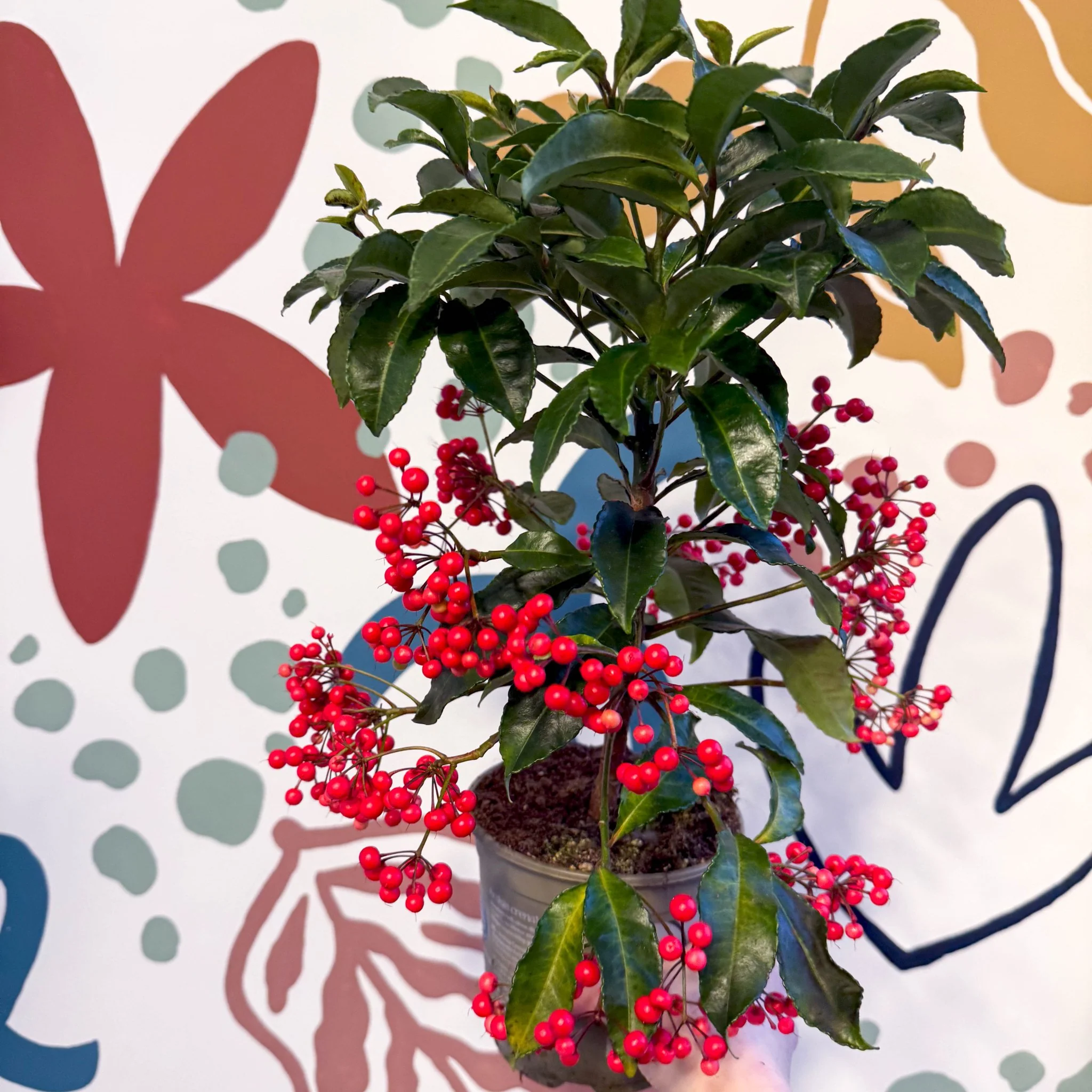 Ardisia crenata - Christmas Coral Berry - Image 8