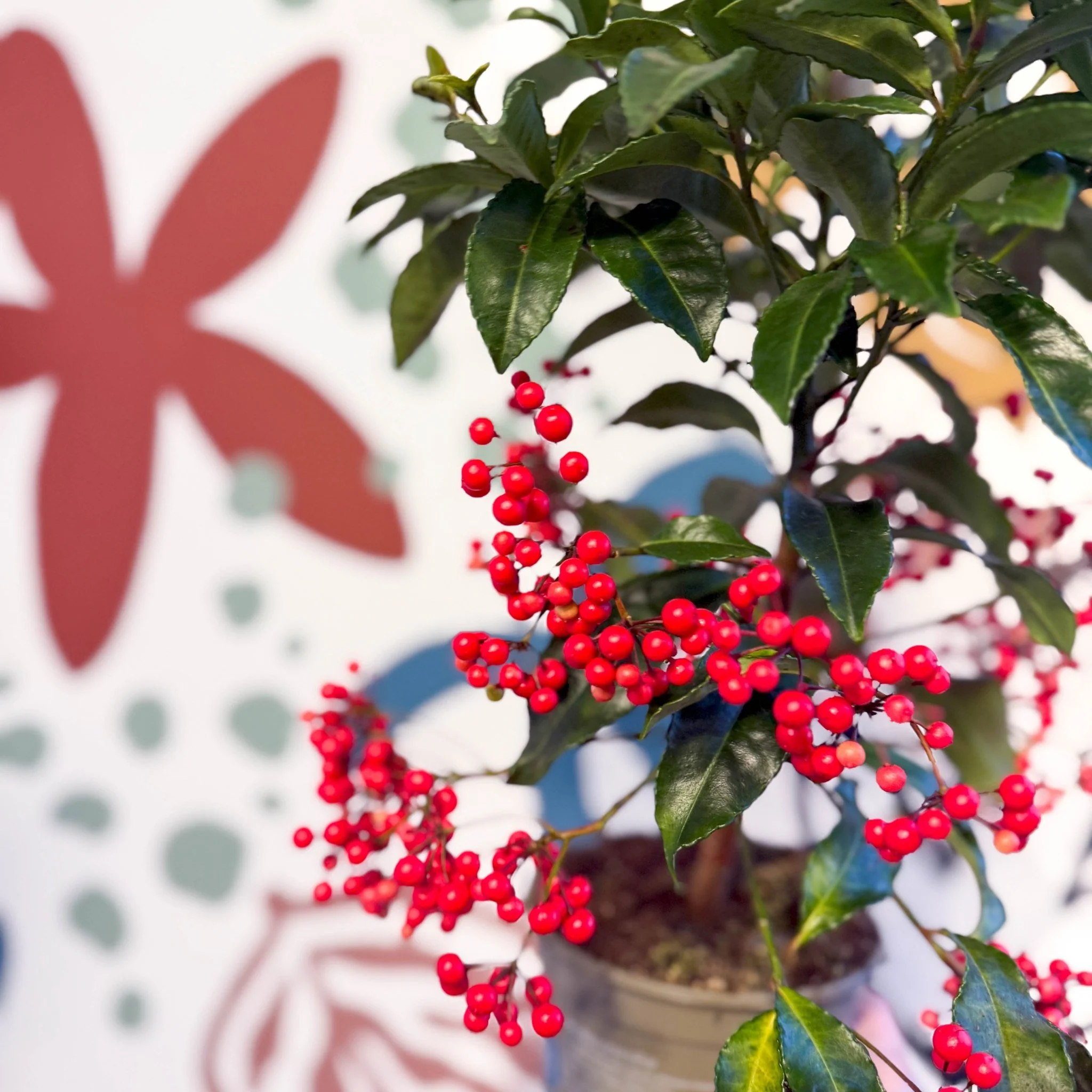 Ardisia crenata - Christmas Coral Berry - Image 9