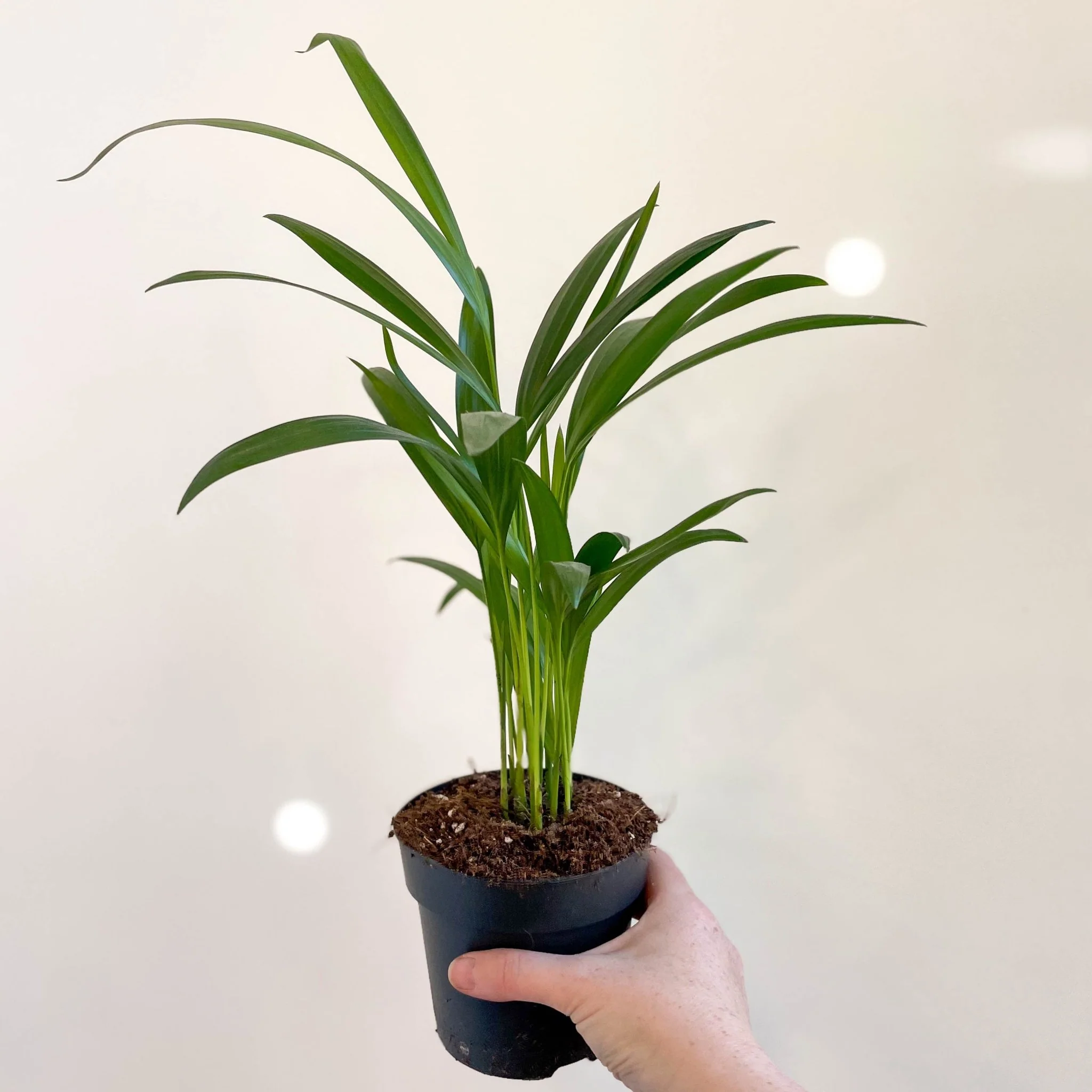 Areca Palm - Chrysalidocarpus lutescens