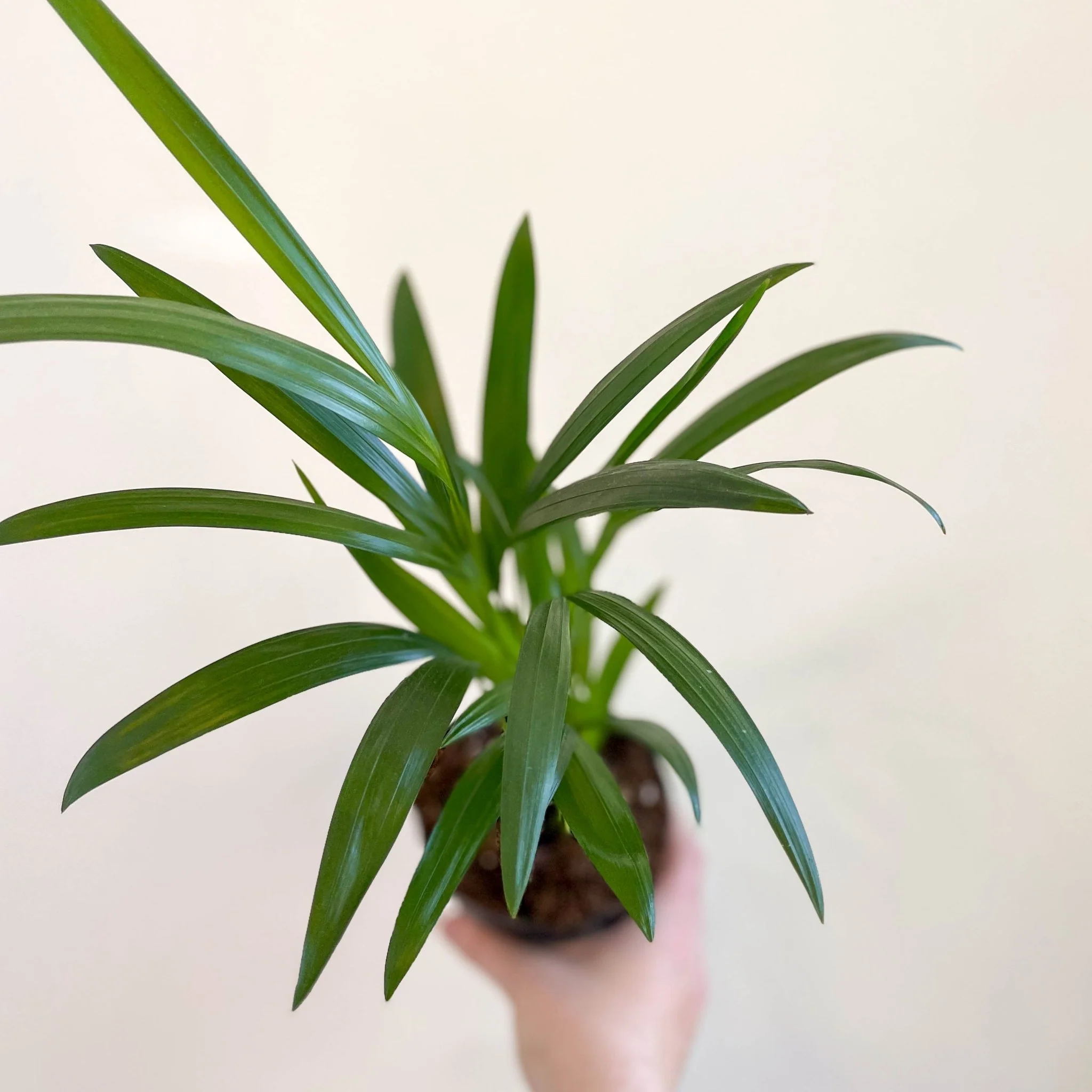 Areca Palm - Chrysalidocarpus lutescens - Image 2